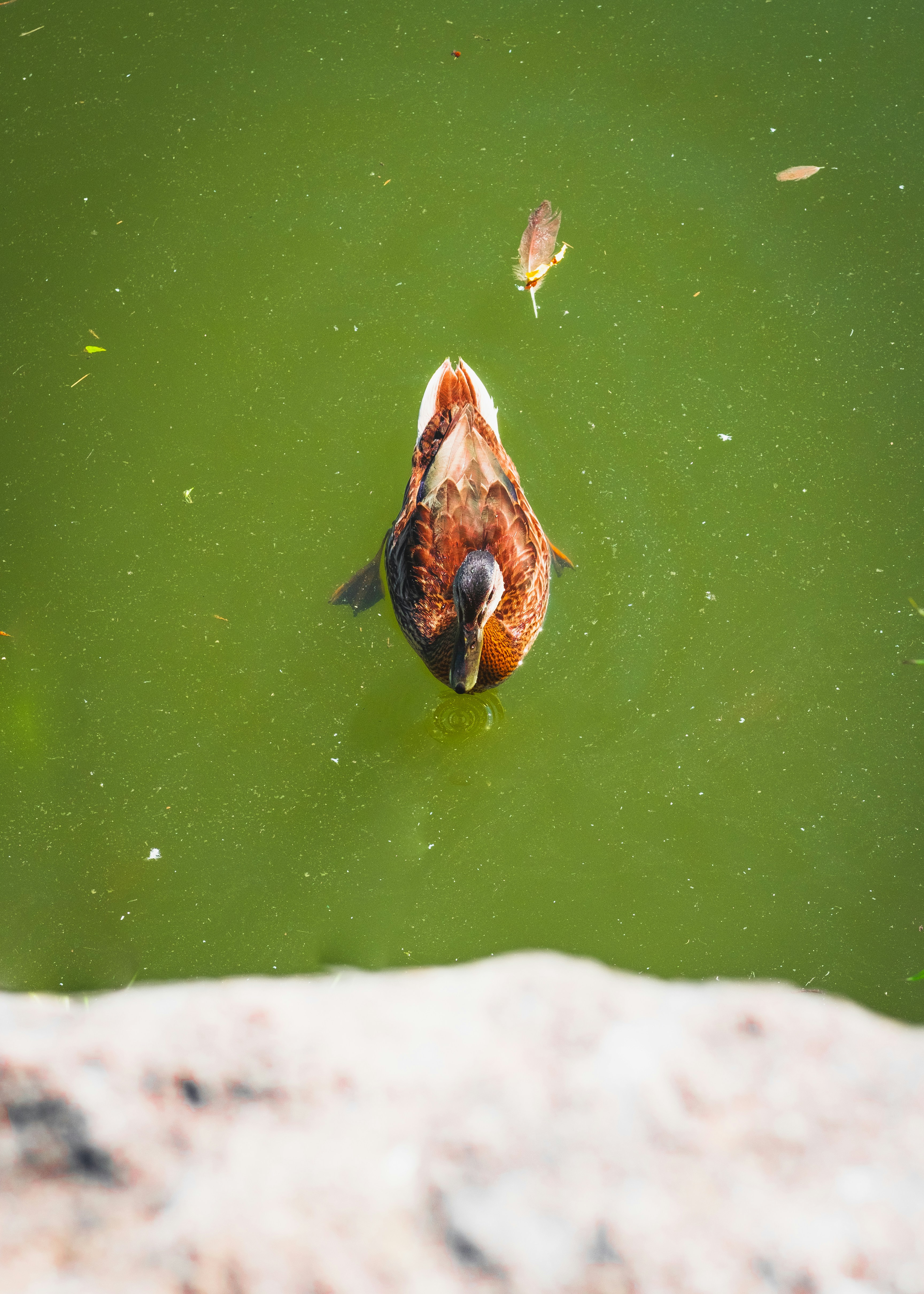 A bird that is swimming in some water