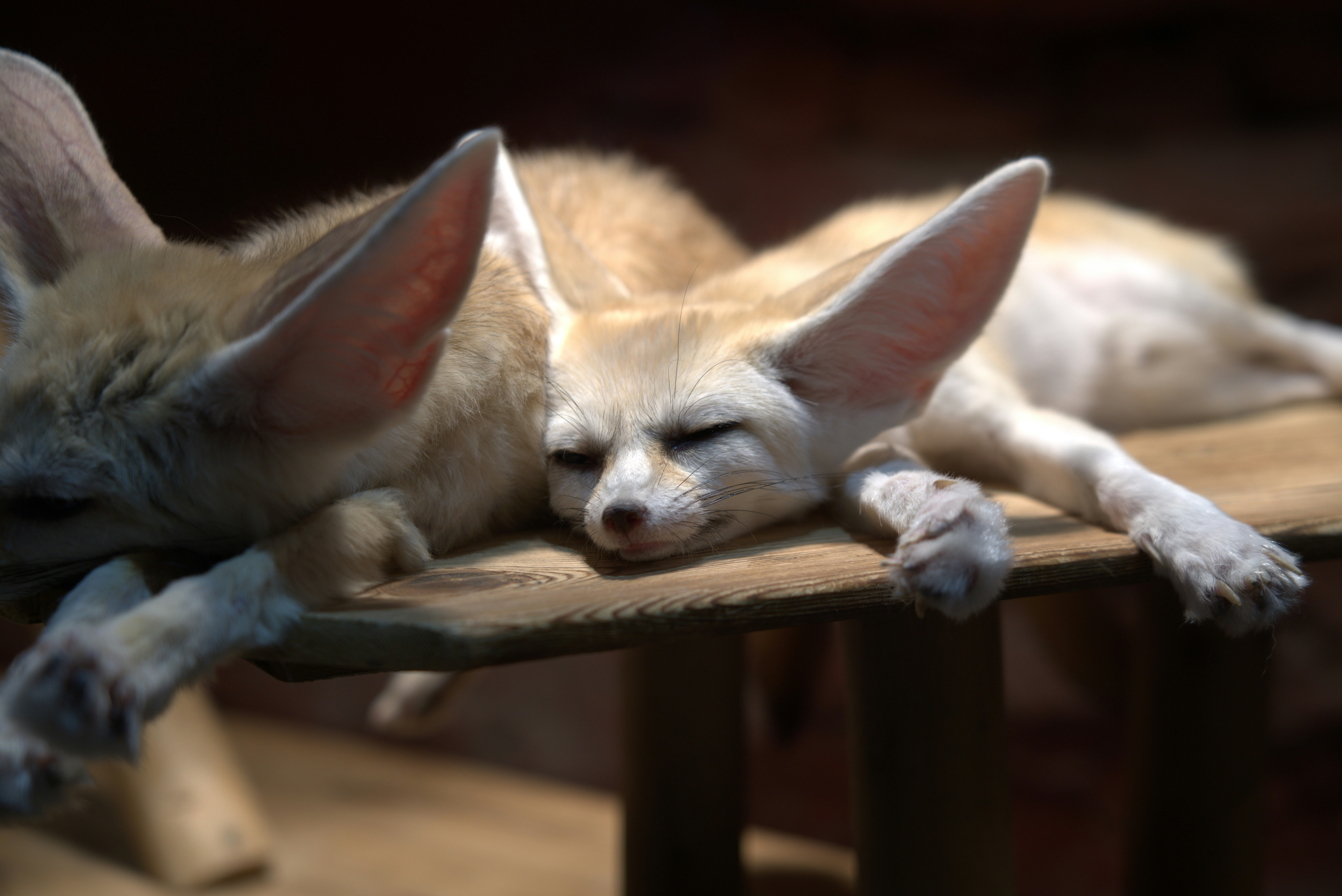 A small animal laying on top of a wooden bench