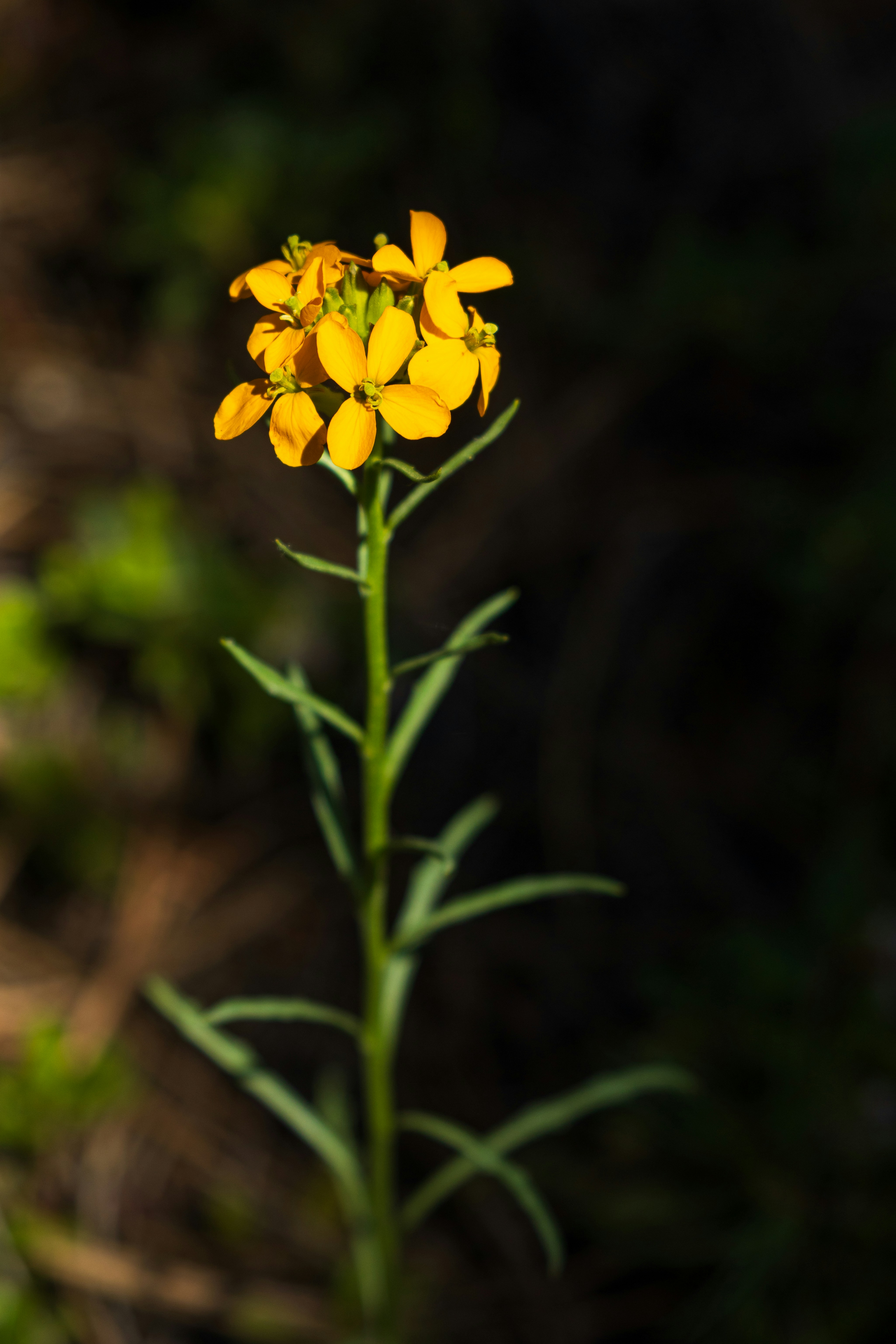 Photo by brandonstoll