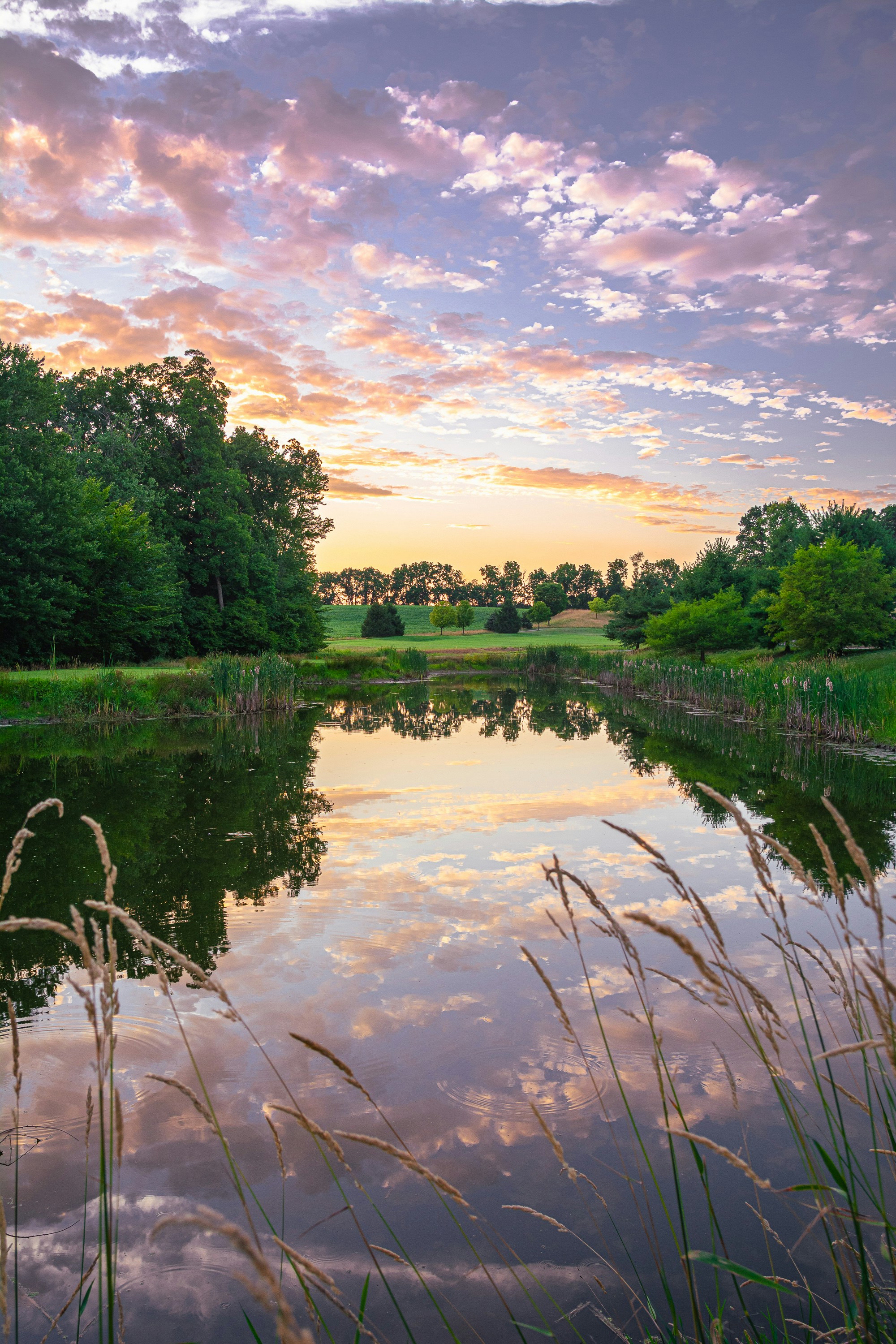 A lake surrounded by tall grass and trees