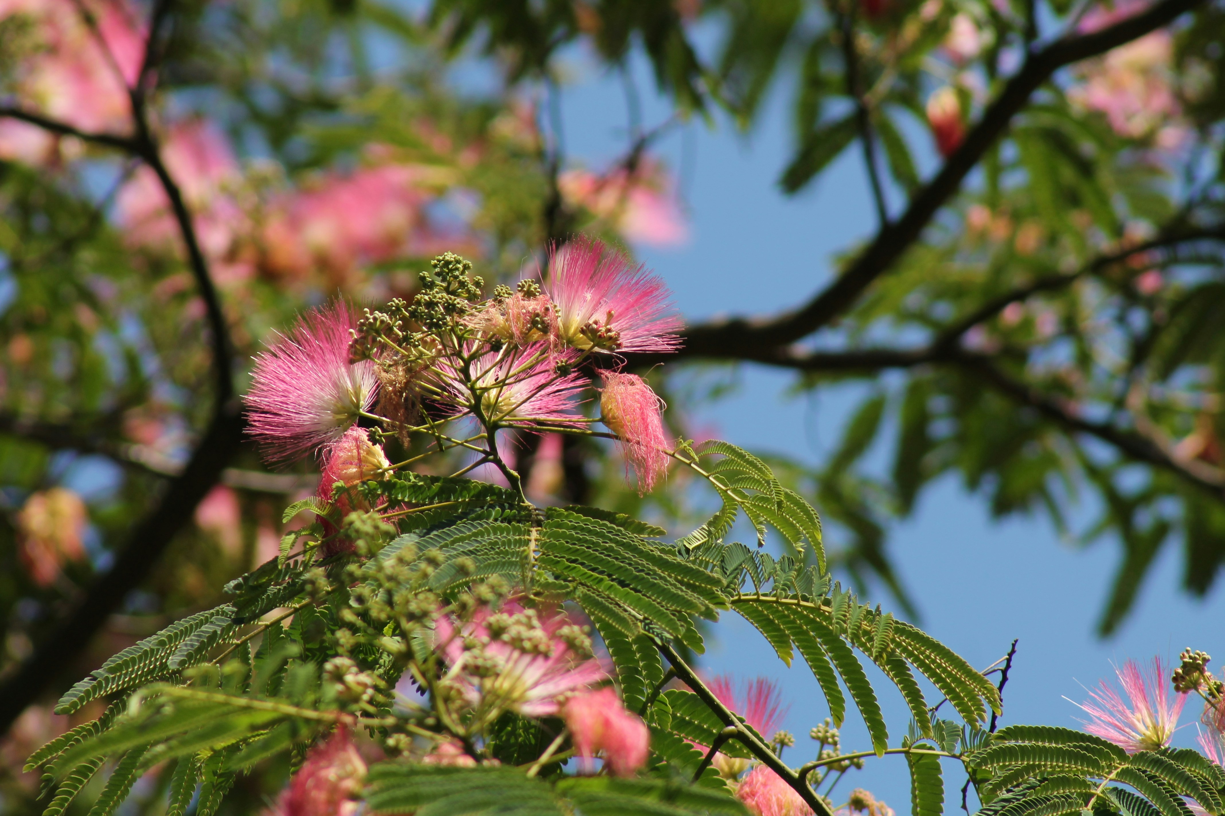 Photo by nicholassorrenti