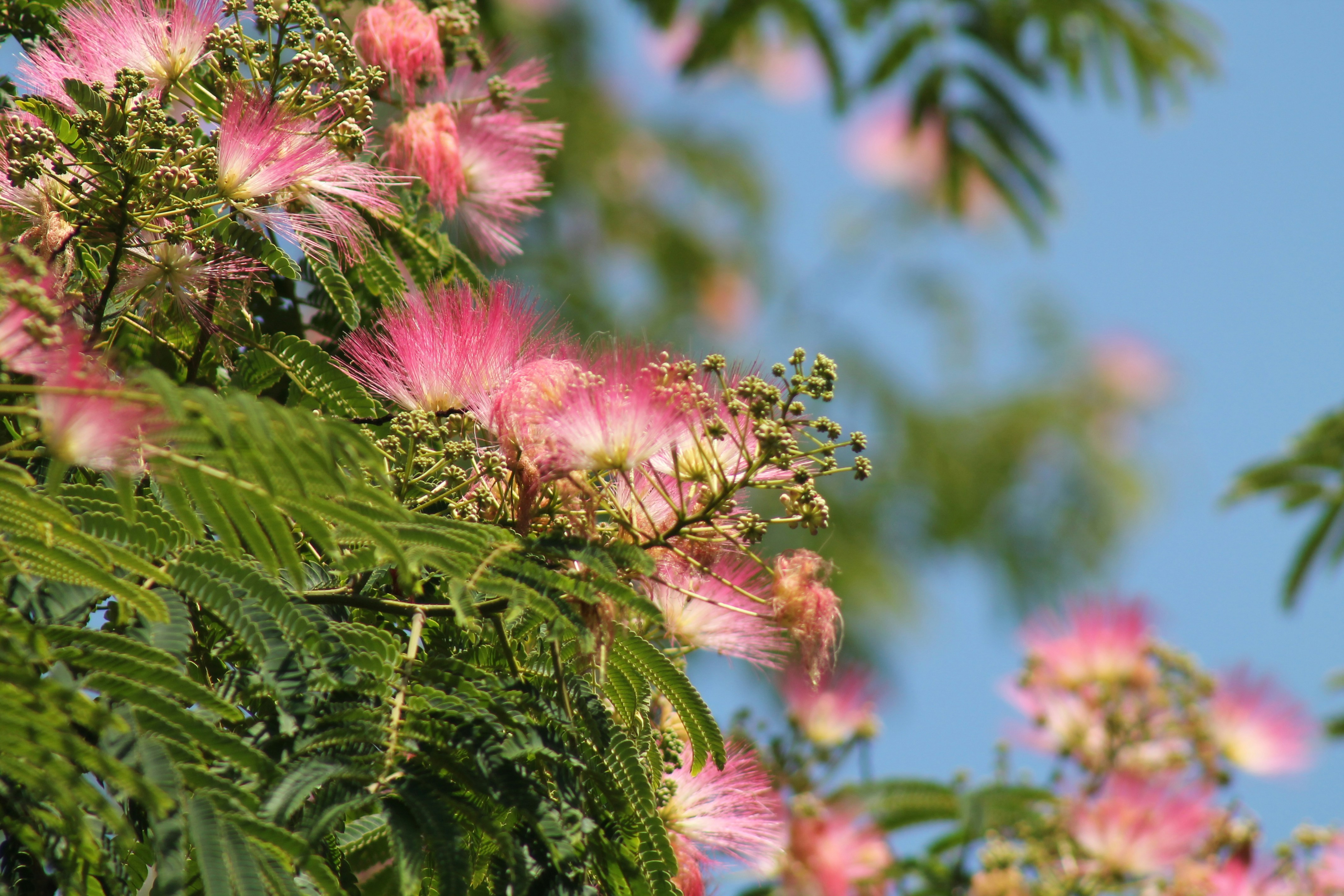 Photo by nicholassorrenti