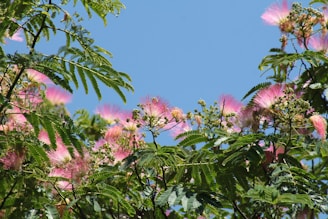 Pink flowers are blooming on the branches of a tree