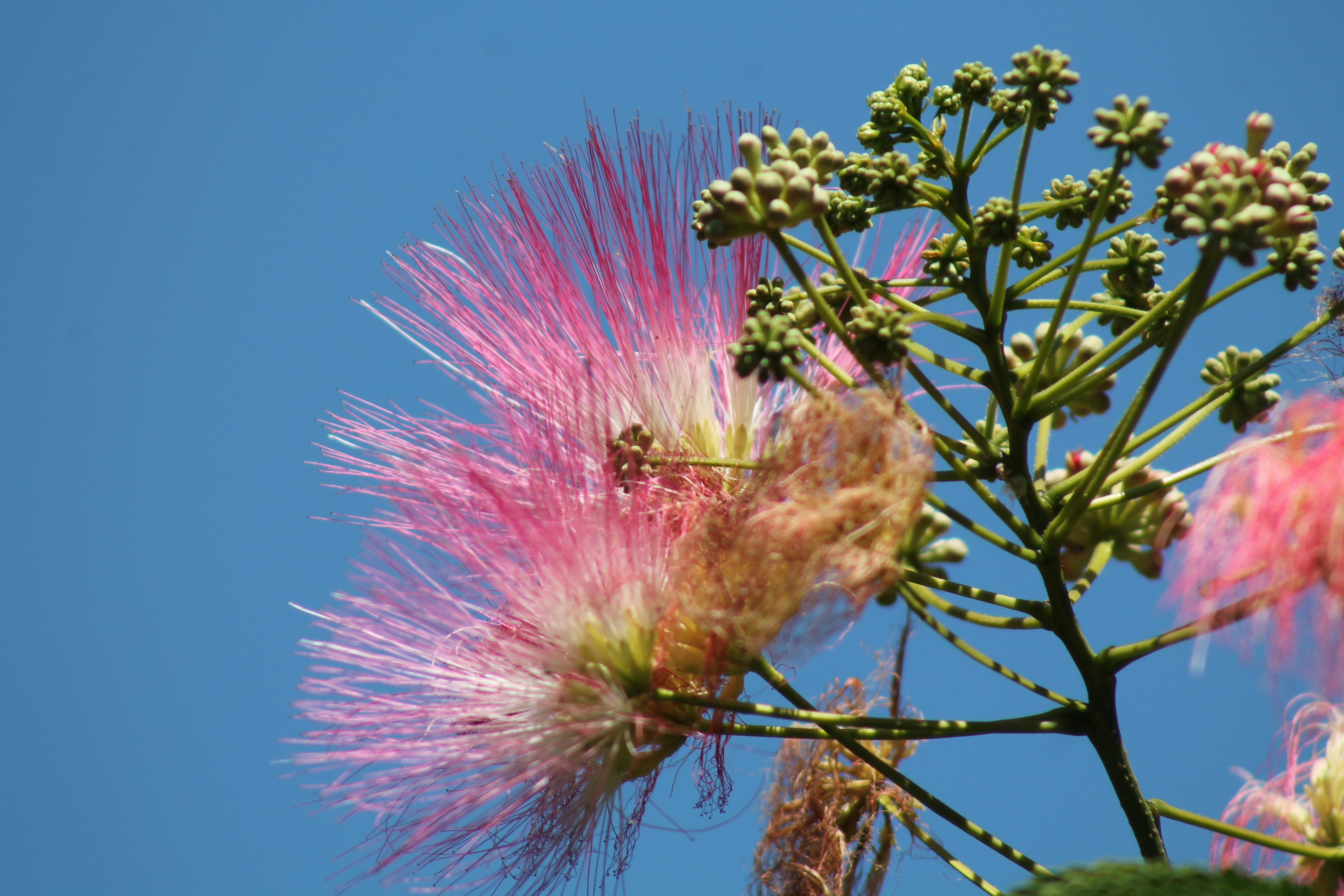 Photo by nicholassorrenti