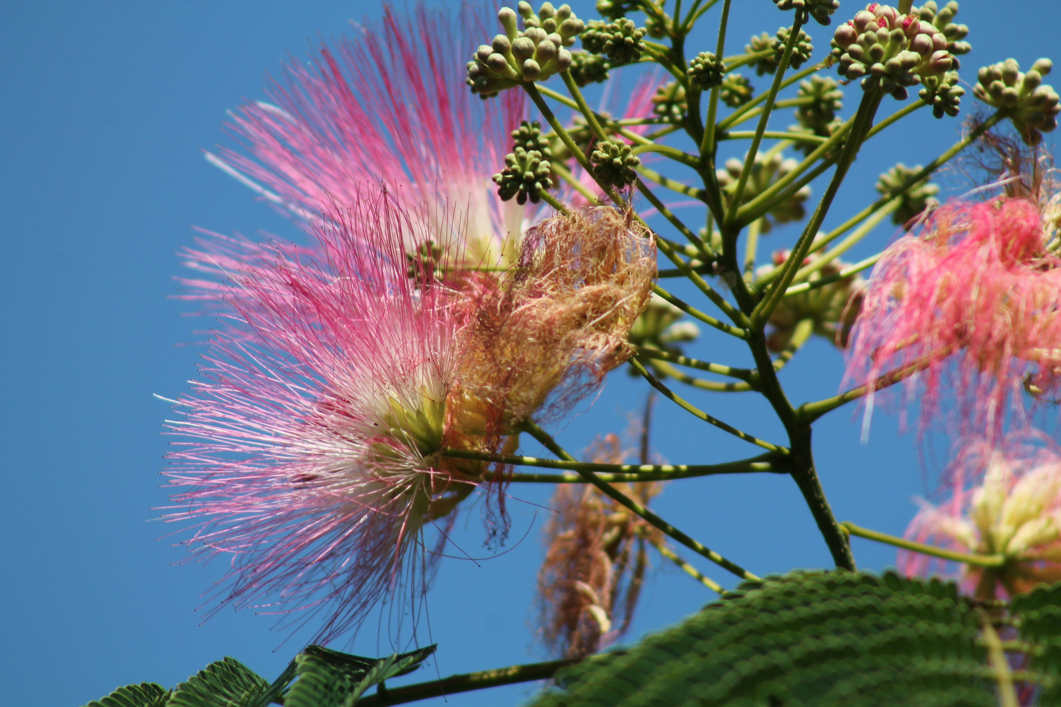 Photo by nicholassorrenti