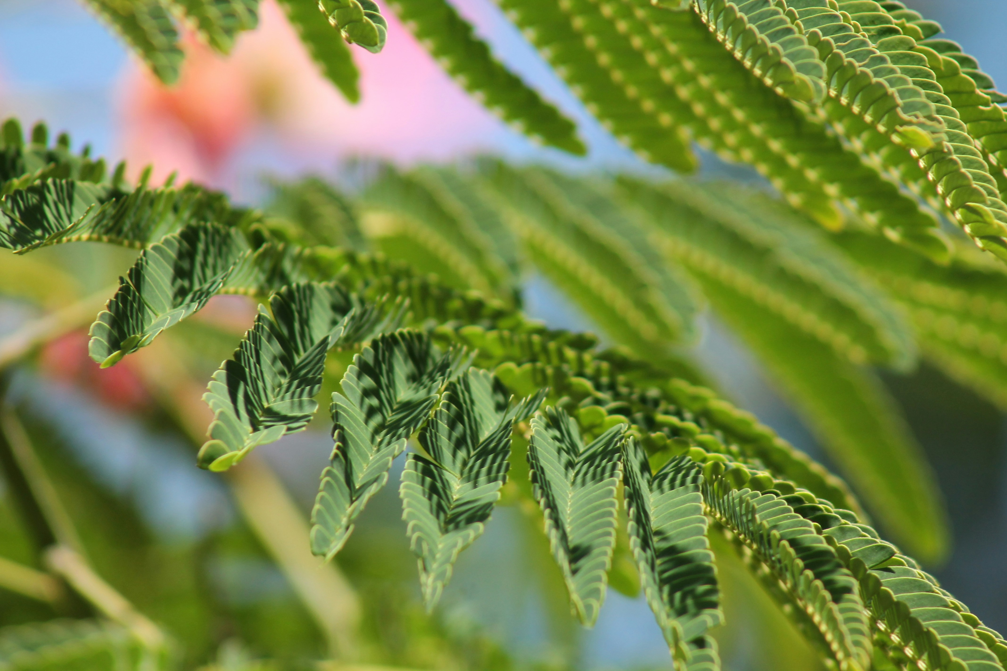 Photo by nicholassorrenti