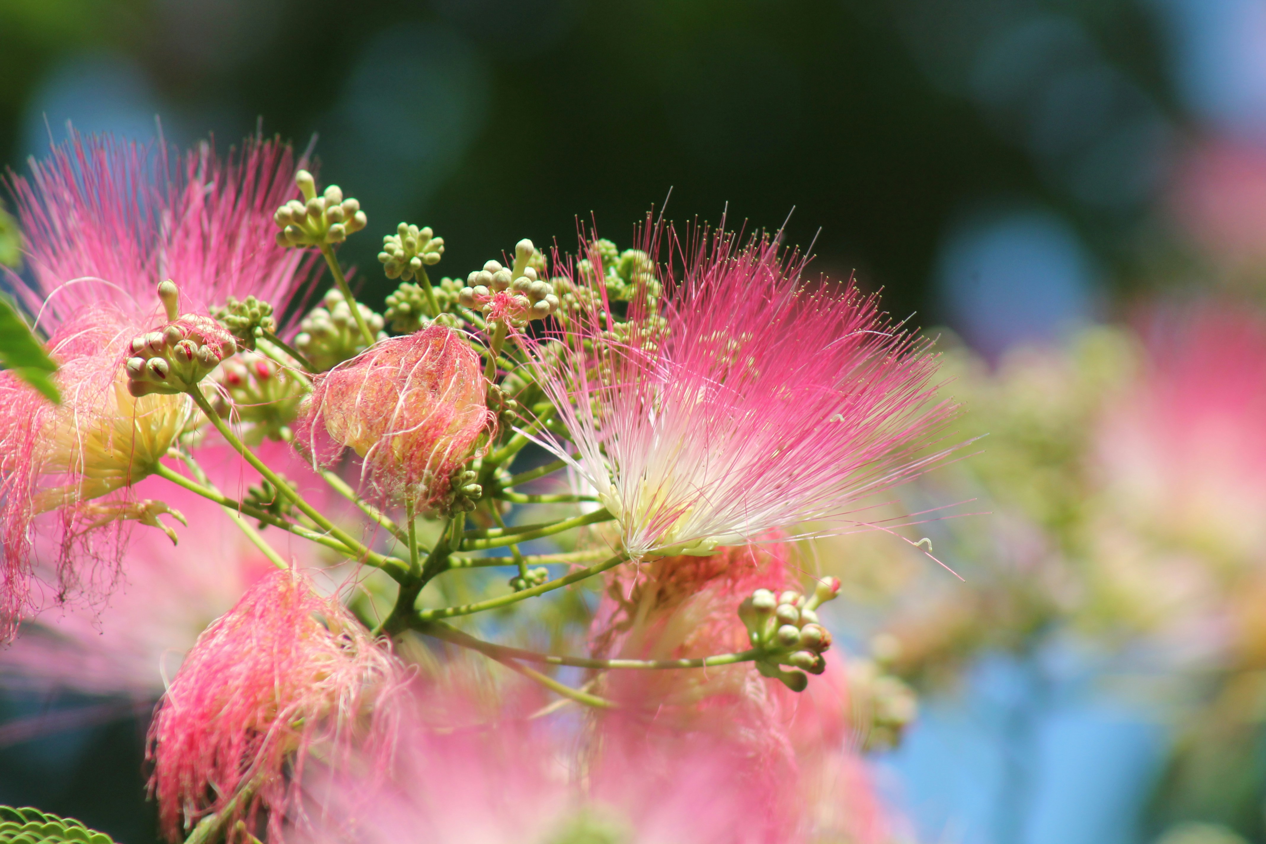 Photo by nicholassorrenti