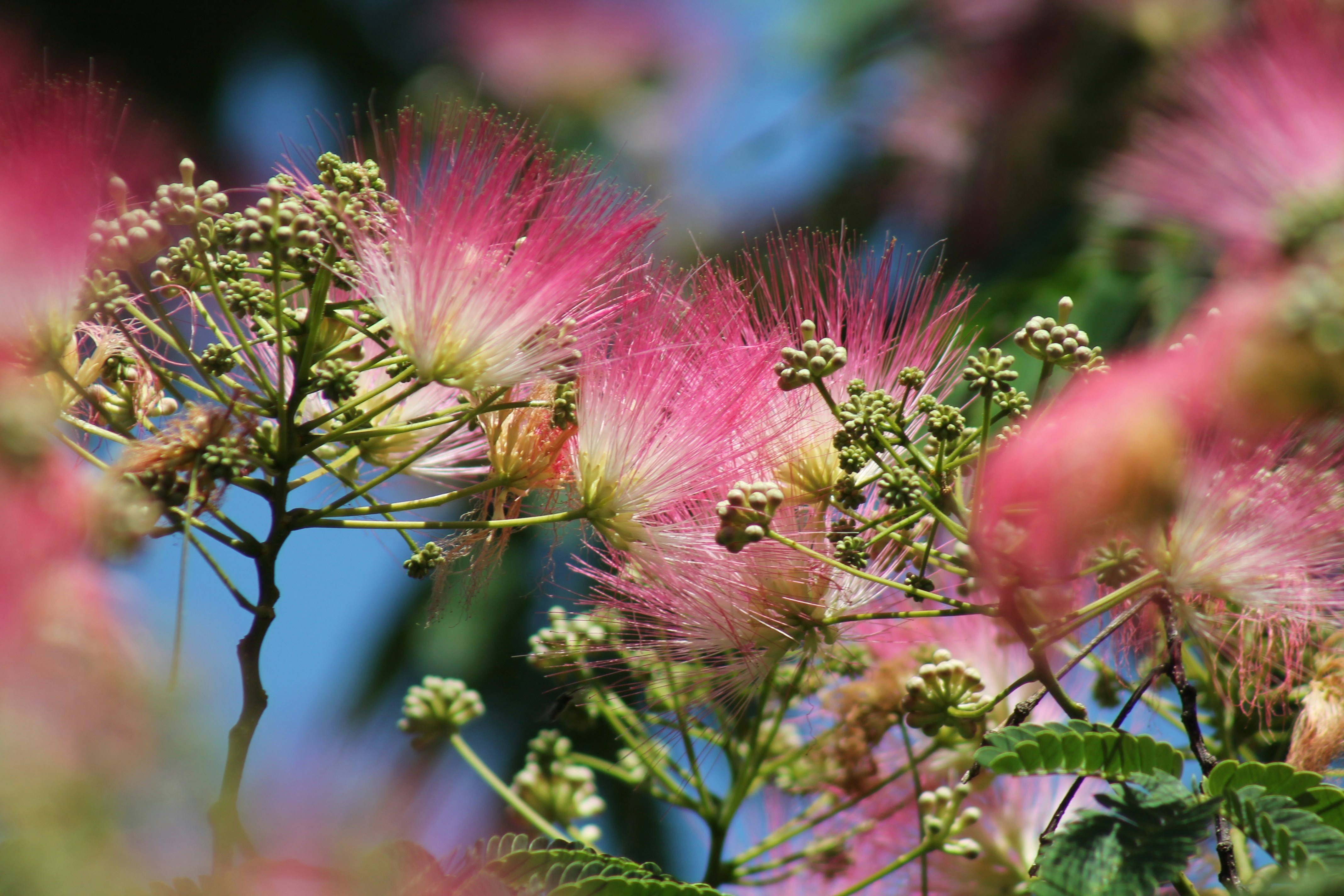 Photo by nicholassorrenti