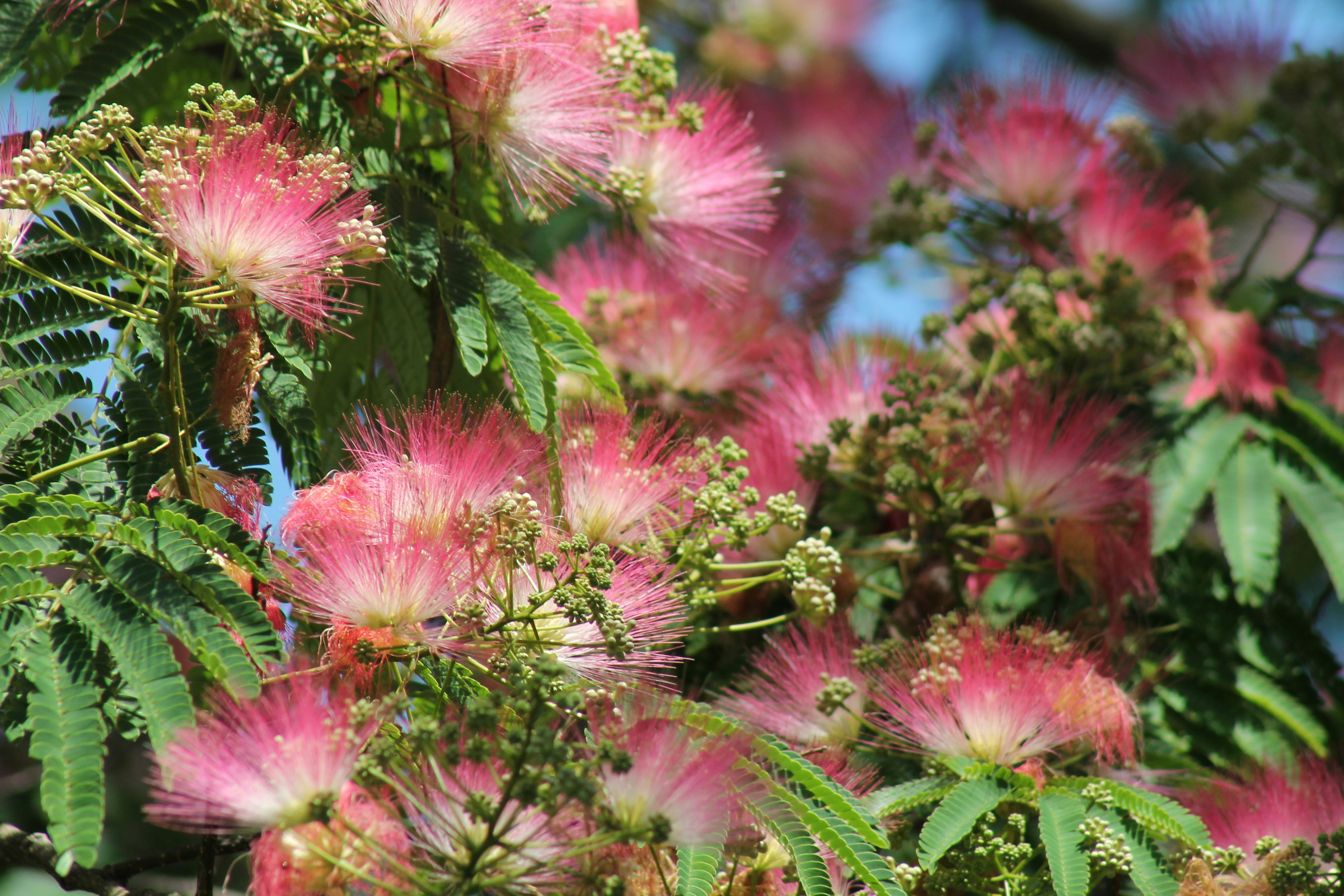 Photo by nicholassorrenti