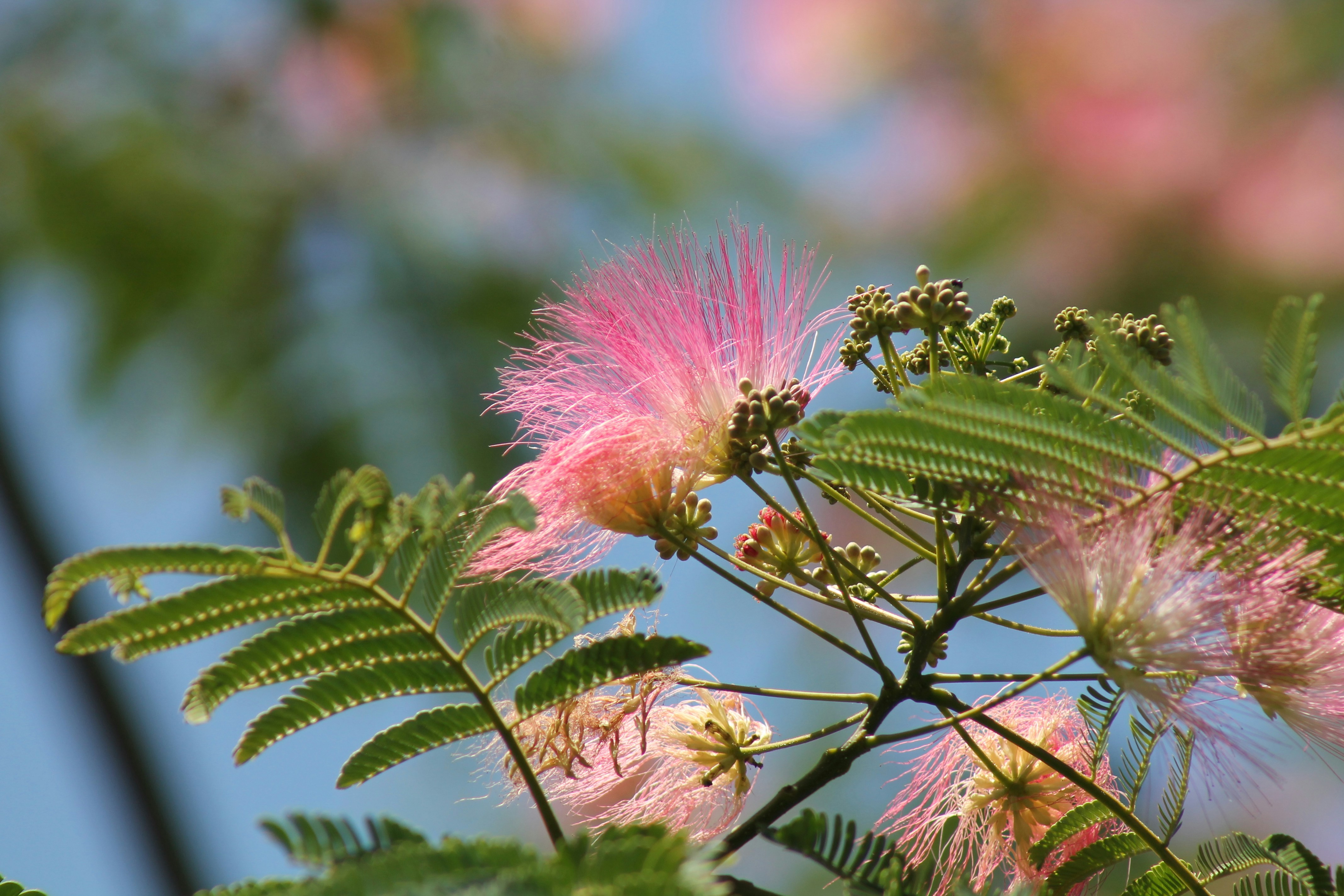 Photo by nicholassorrenti