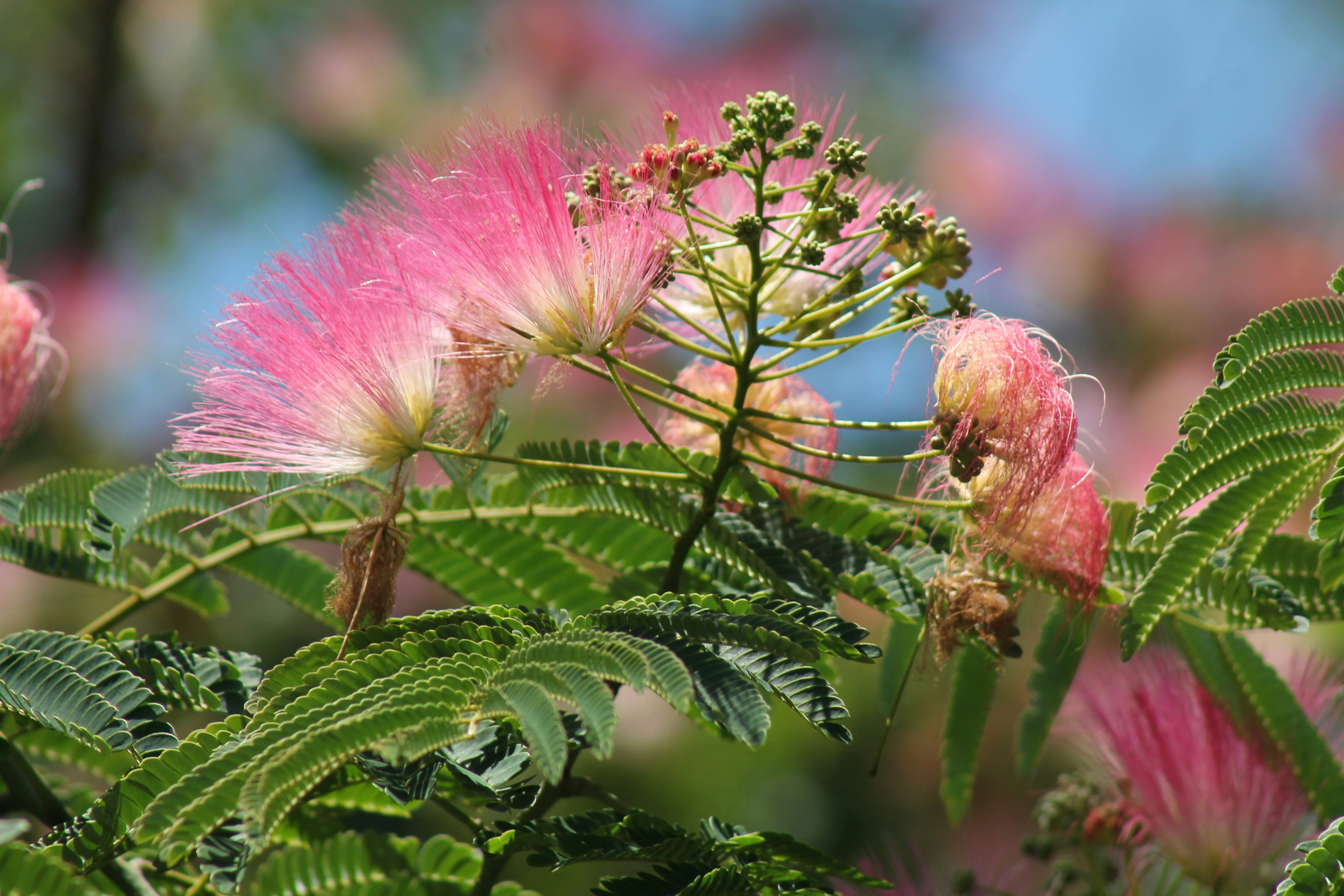 Photo by nicholassorrenti