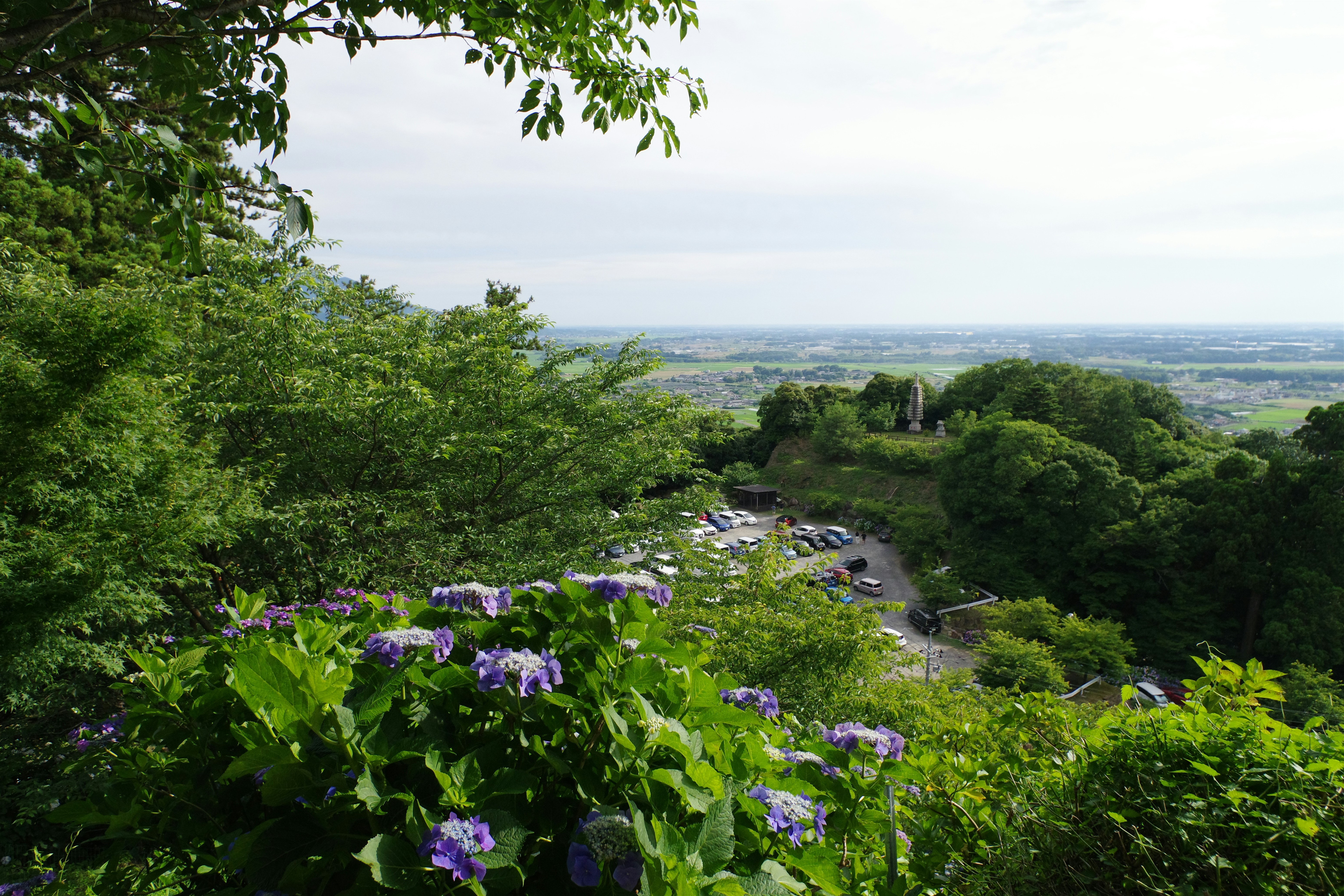A lush green hillside covered in lots of trees