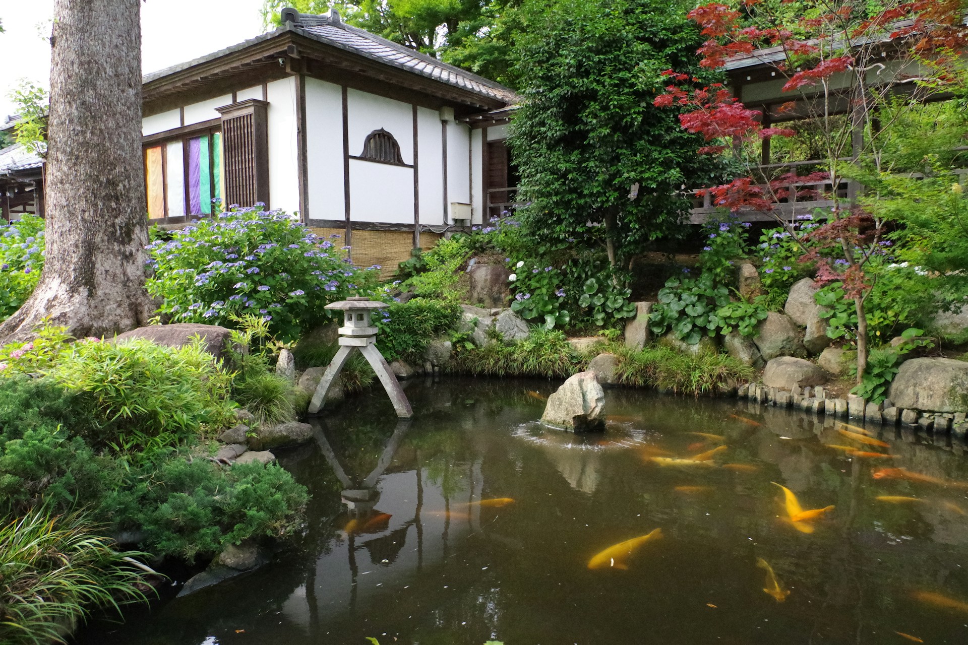 A garden with a pond and a house in the background