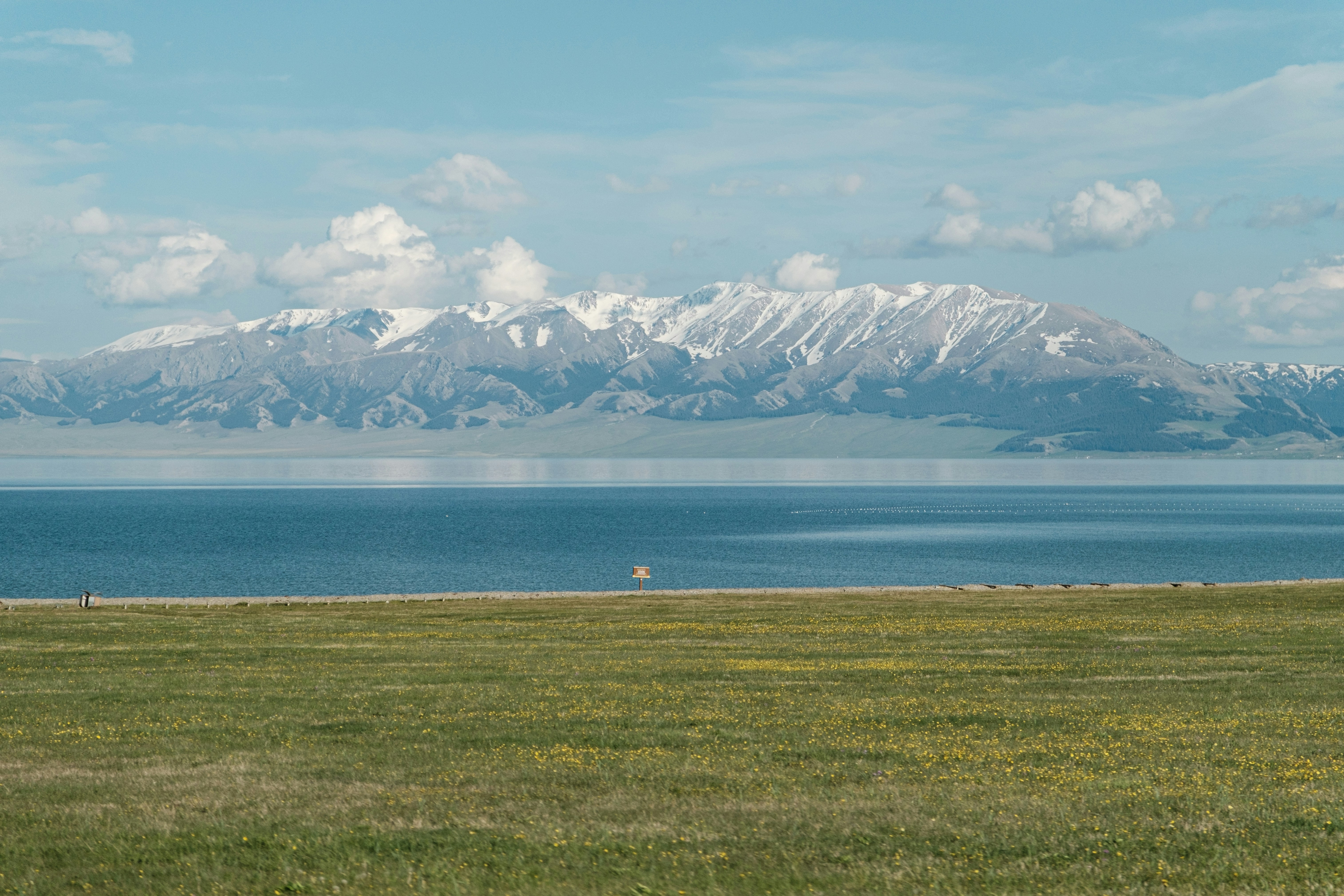 A horse standing in a field with mountains in the background