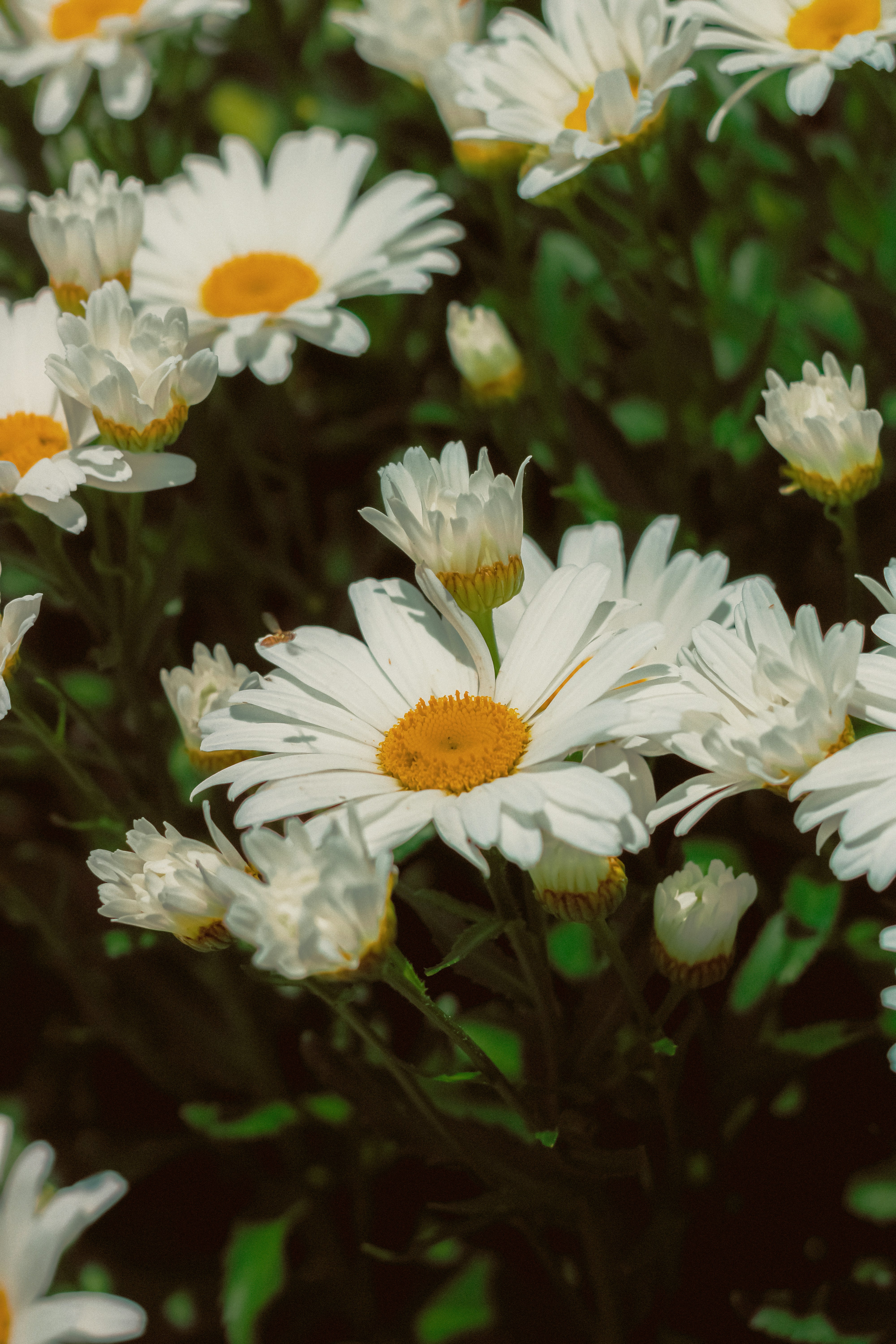 Photo by linusbelanger