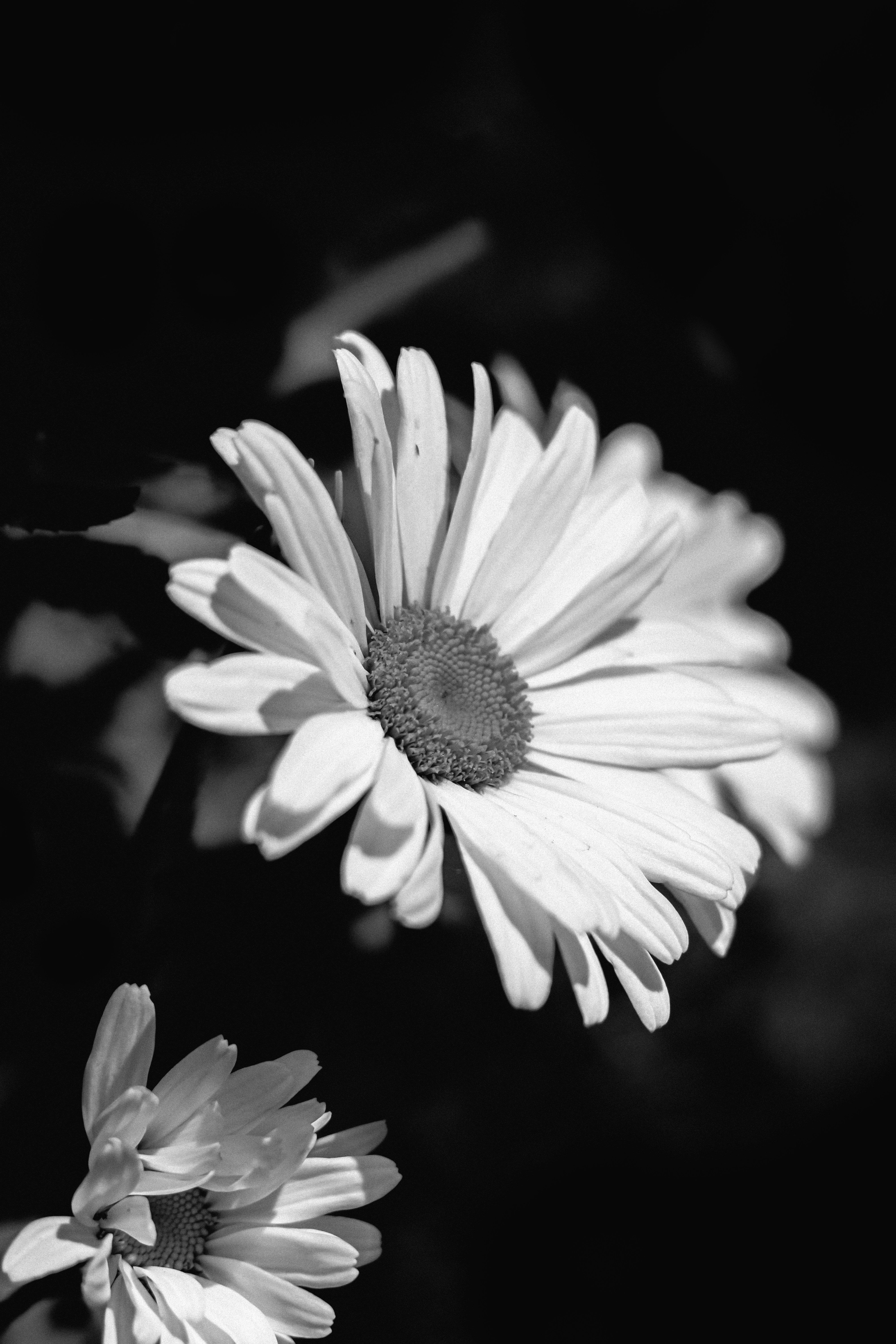 Photo by linusbelanger