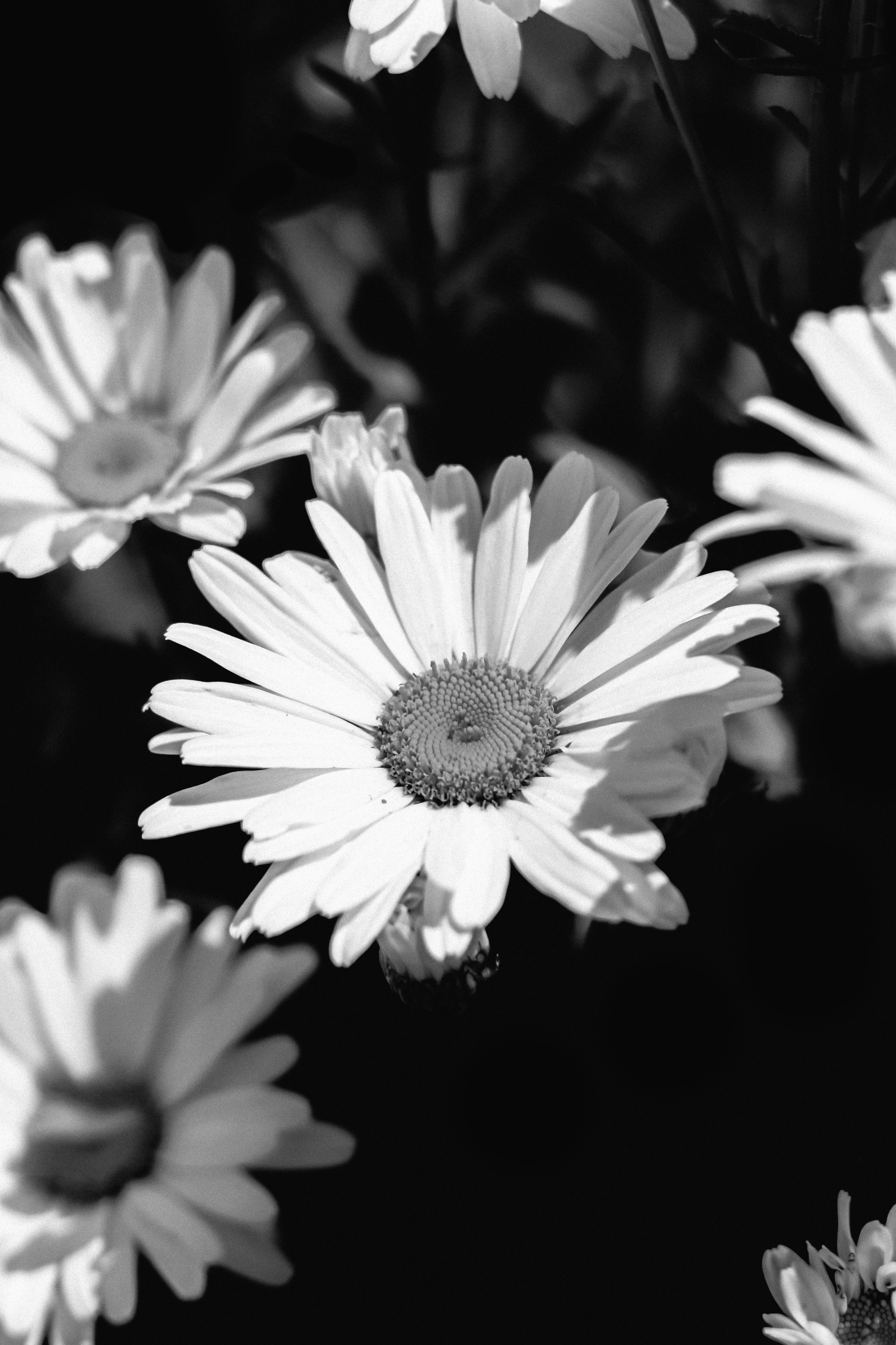 Photo by linusbelanger