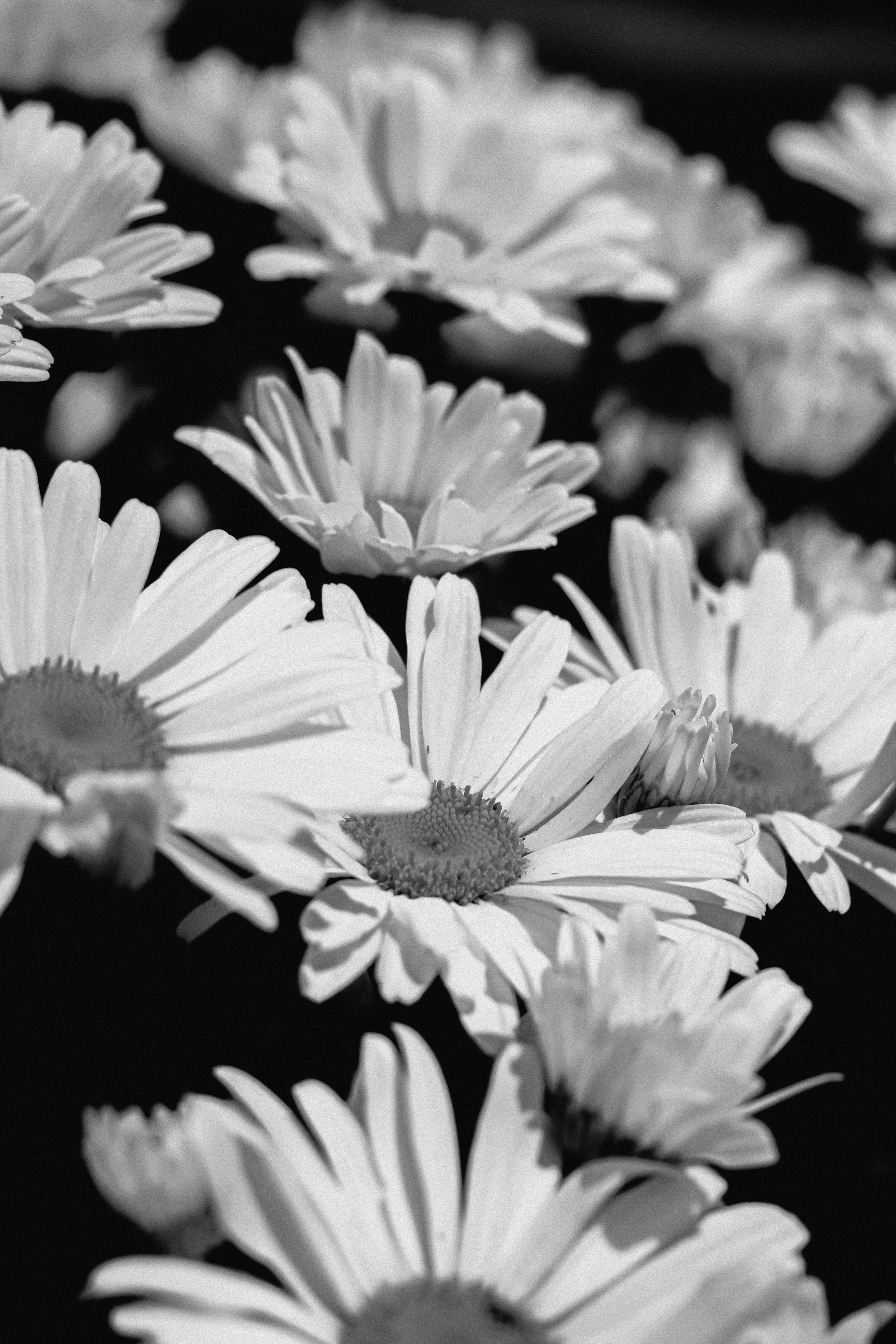 Photo by linusbelanger