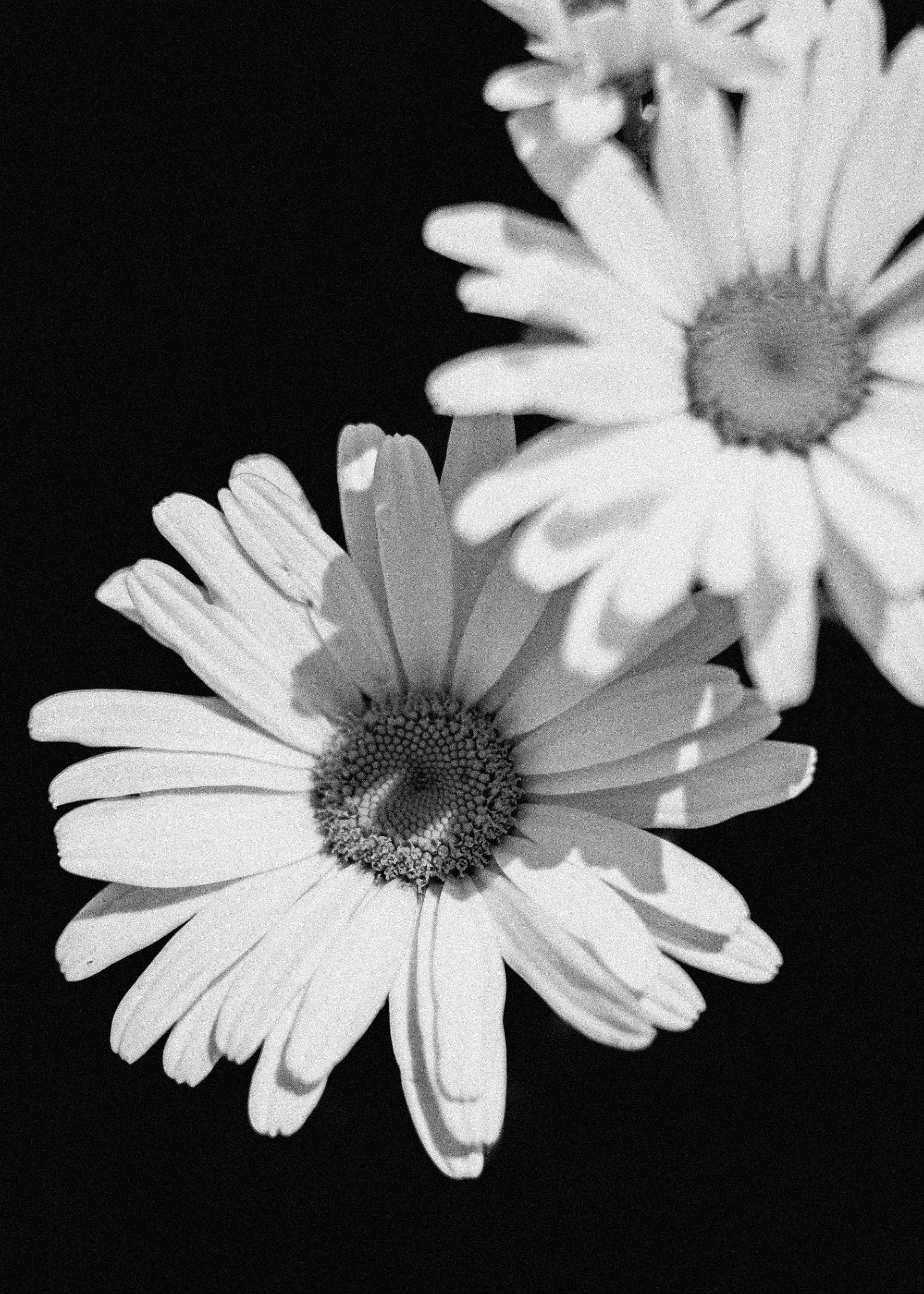 Photo by linusbelanger