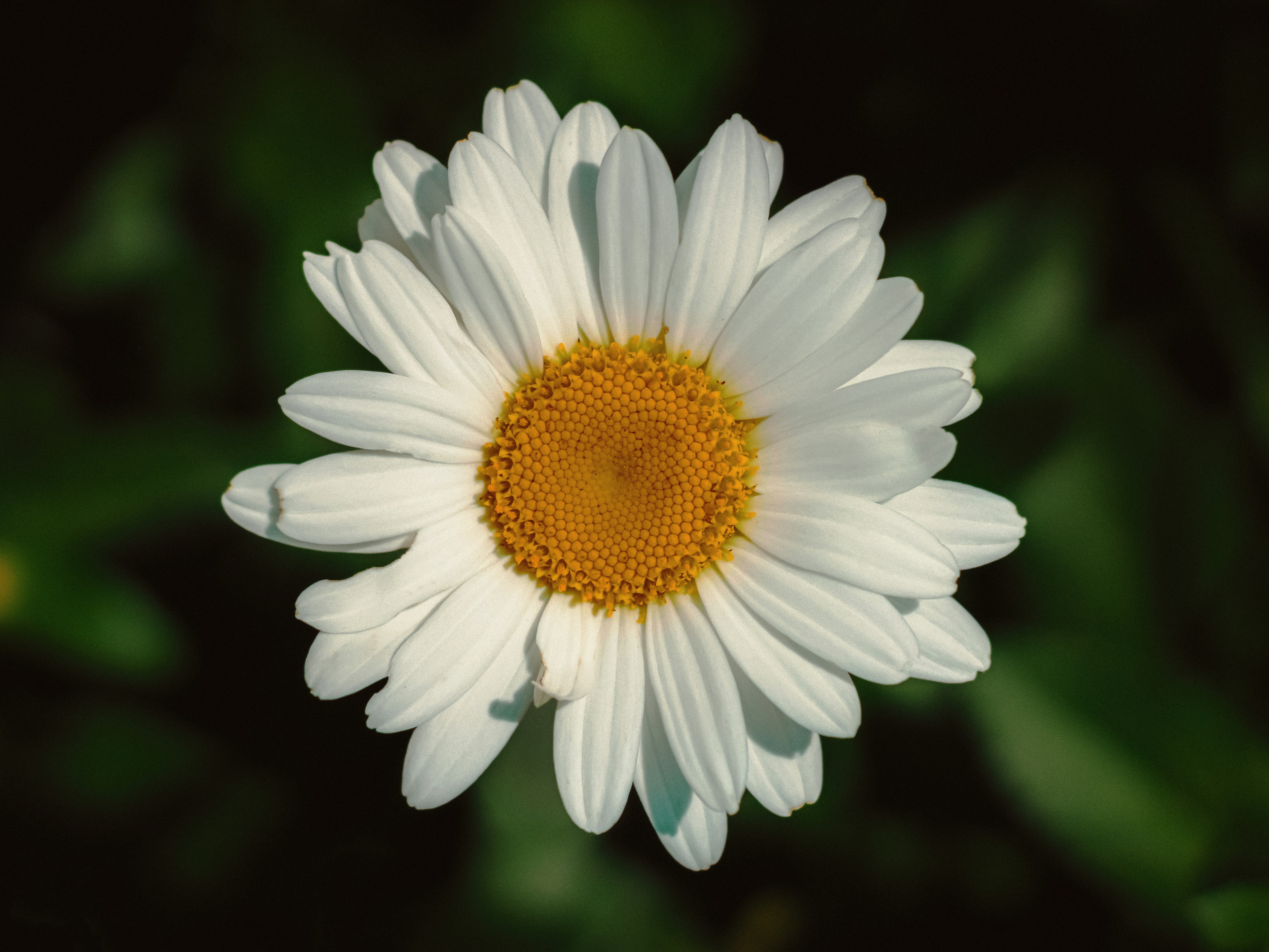 Photo by linusbelanger