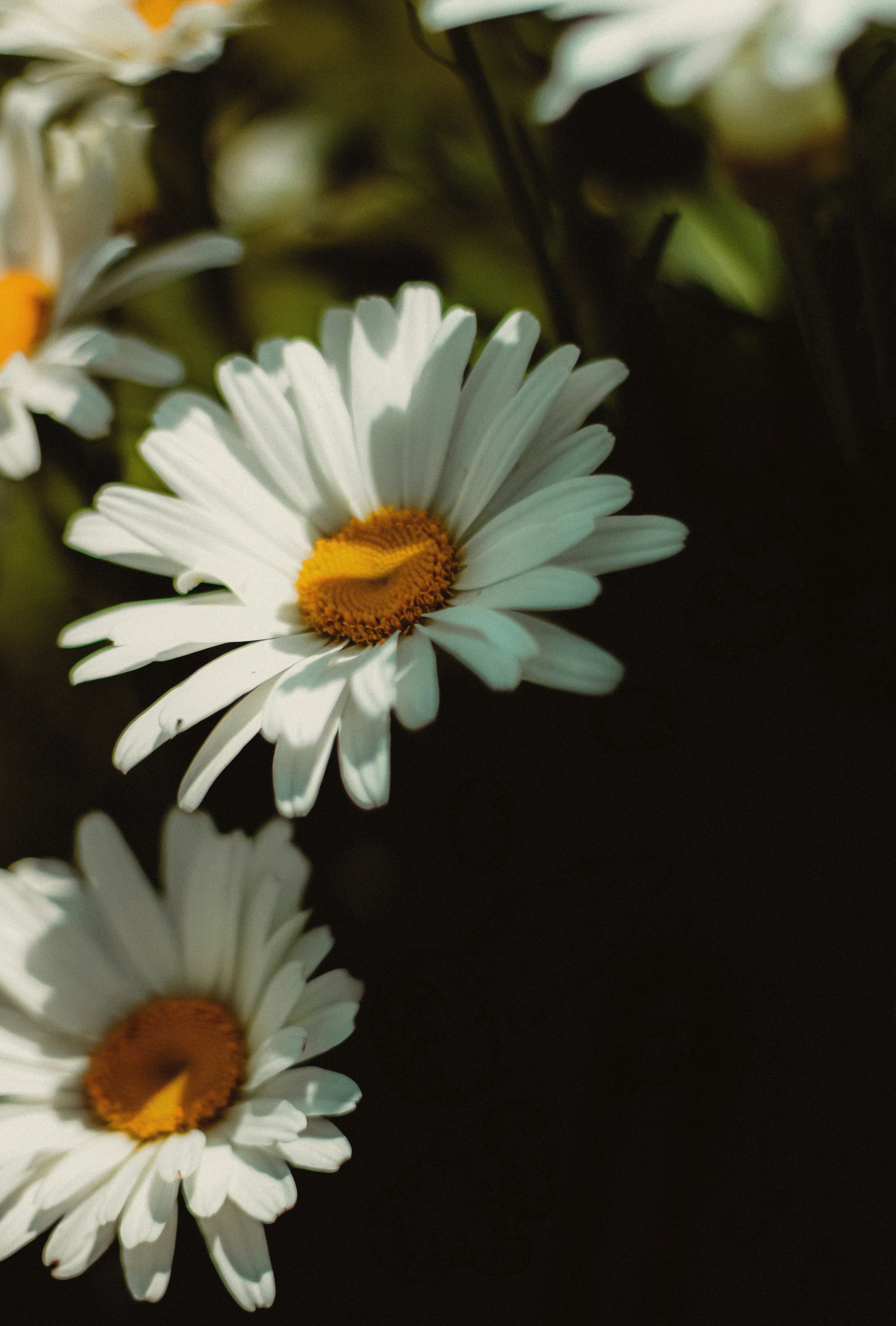 Photo by linusbelanger