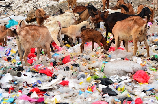 A herd of goats standing on top of a pile of garbage