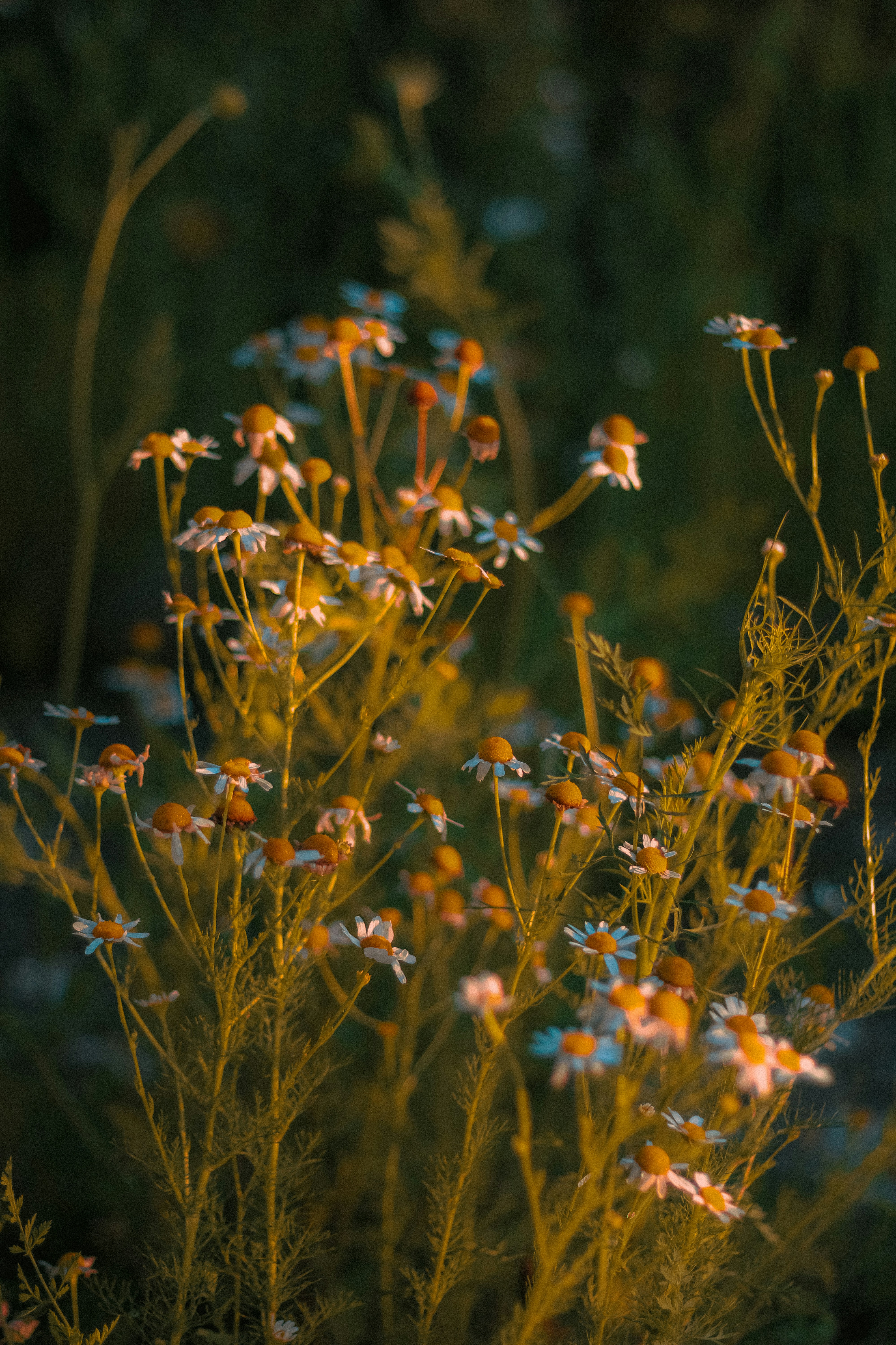 Photo by linusbelanger