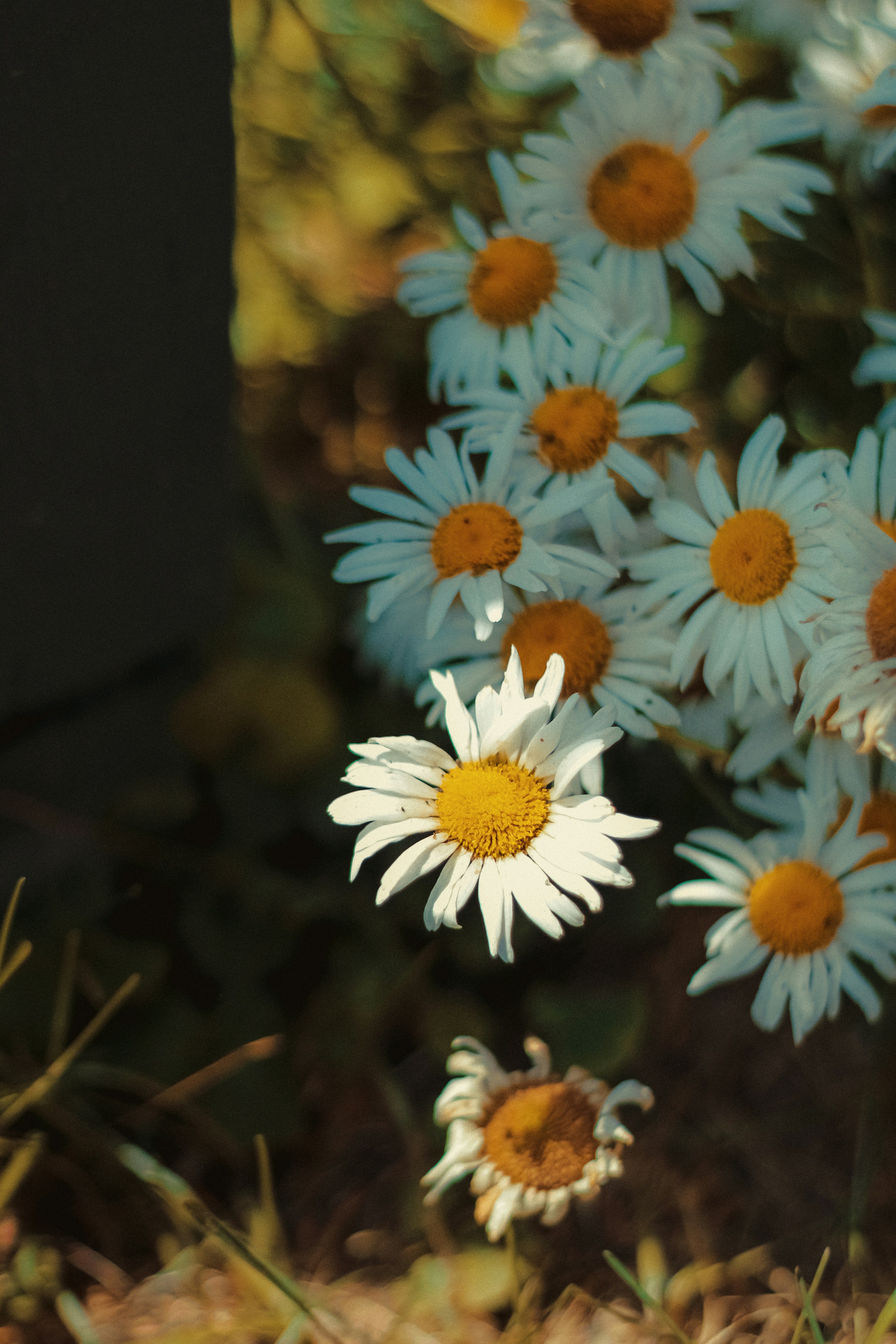 Photo by linusbelanger