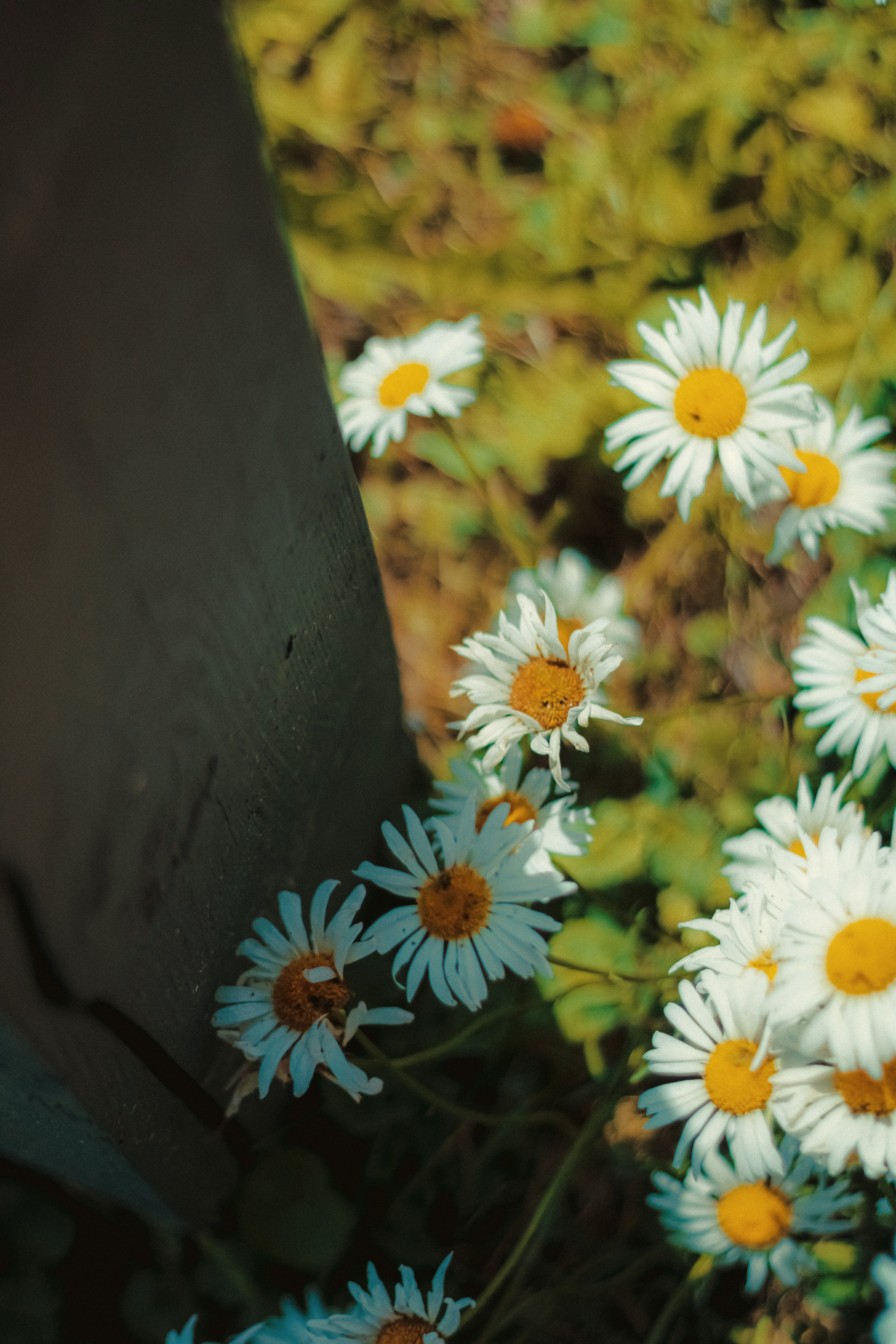 Photo by linusbelanger