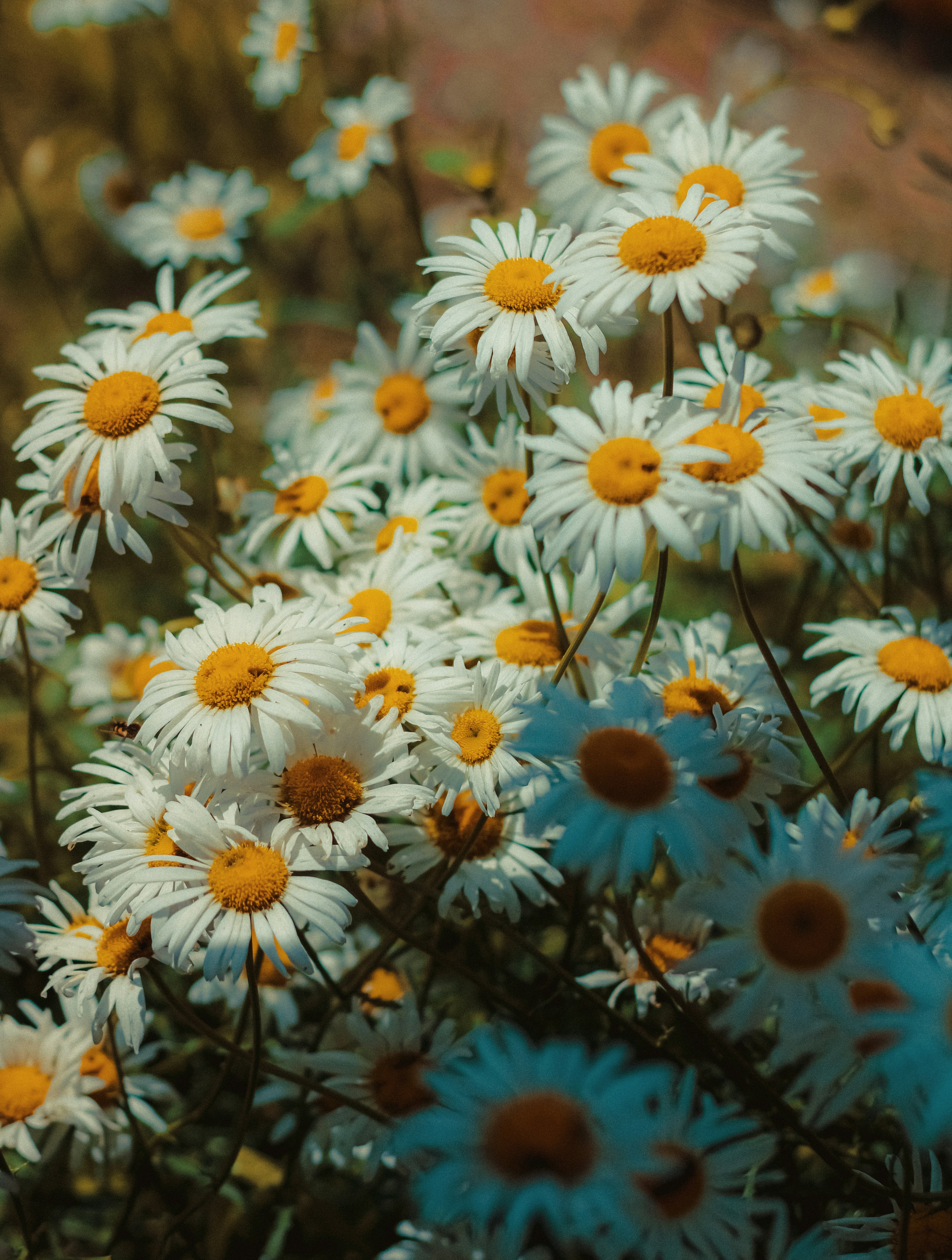 Photo by linusbelanger