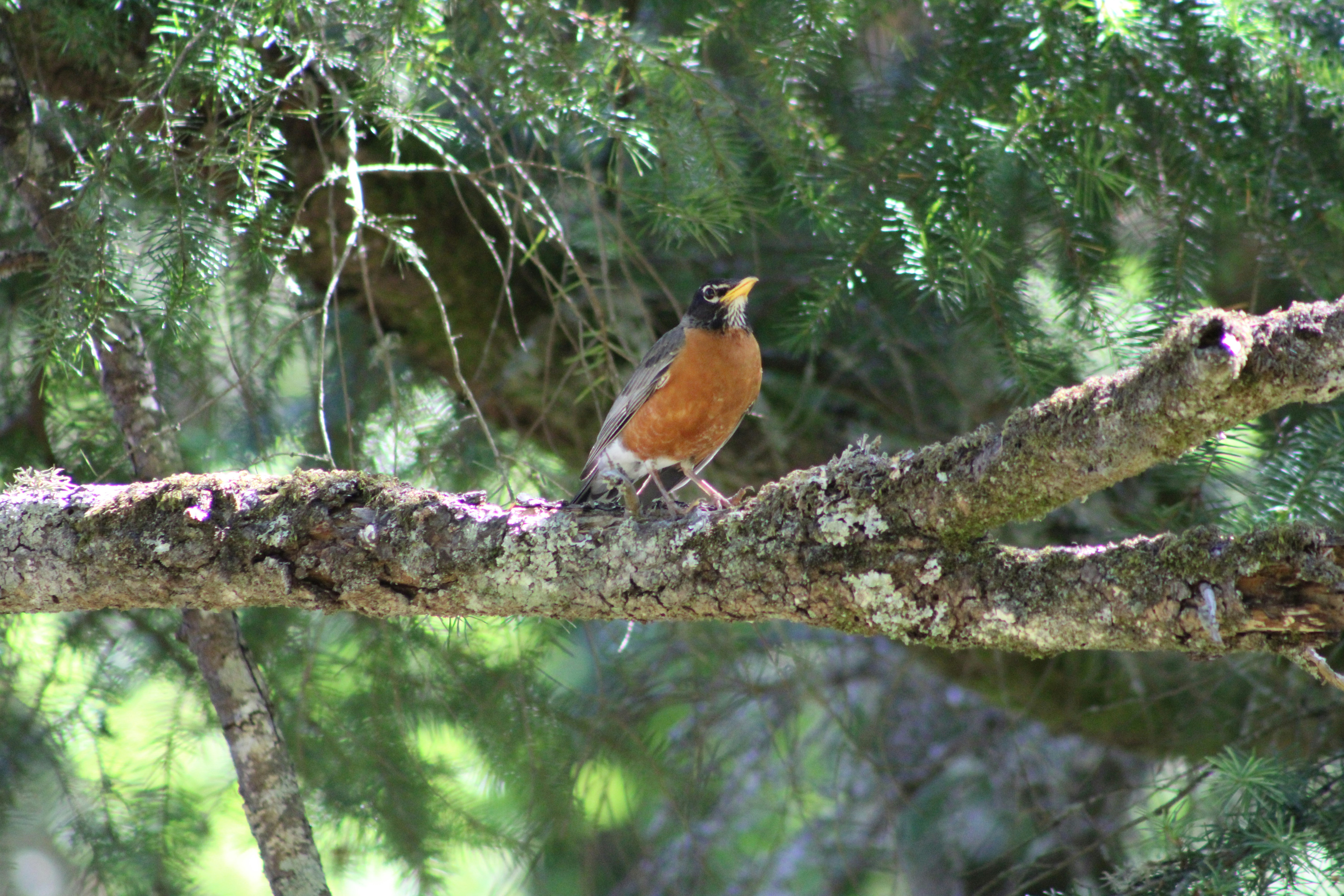 A bird sitting on a branch of a tree