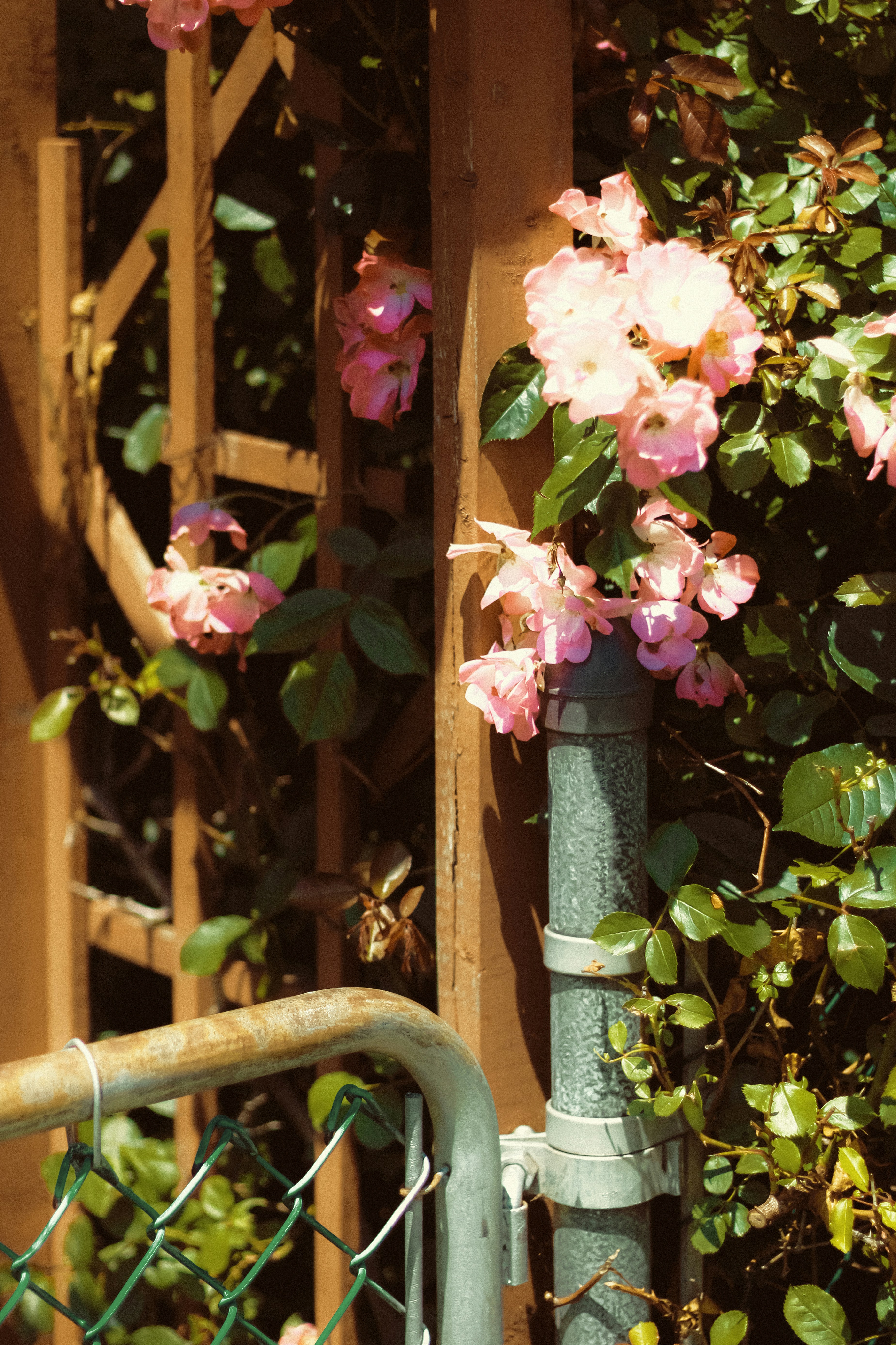 Photo by linusbelanger