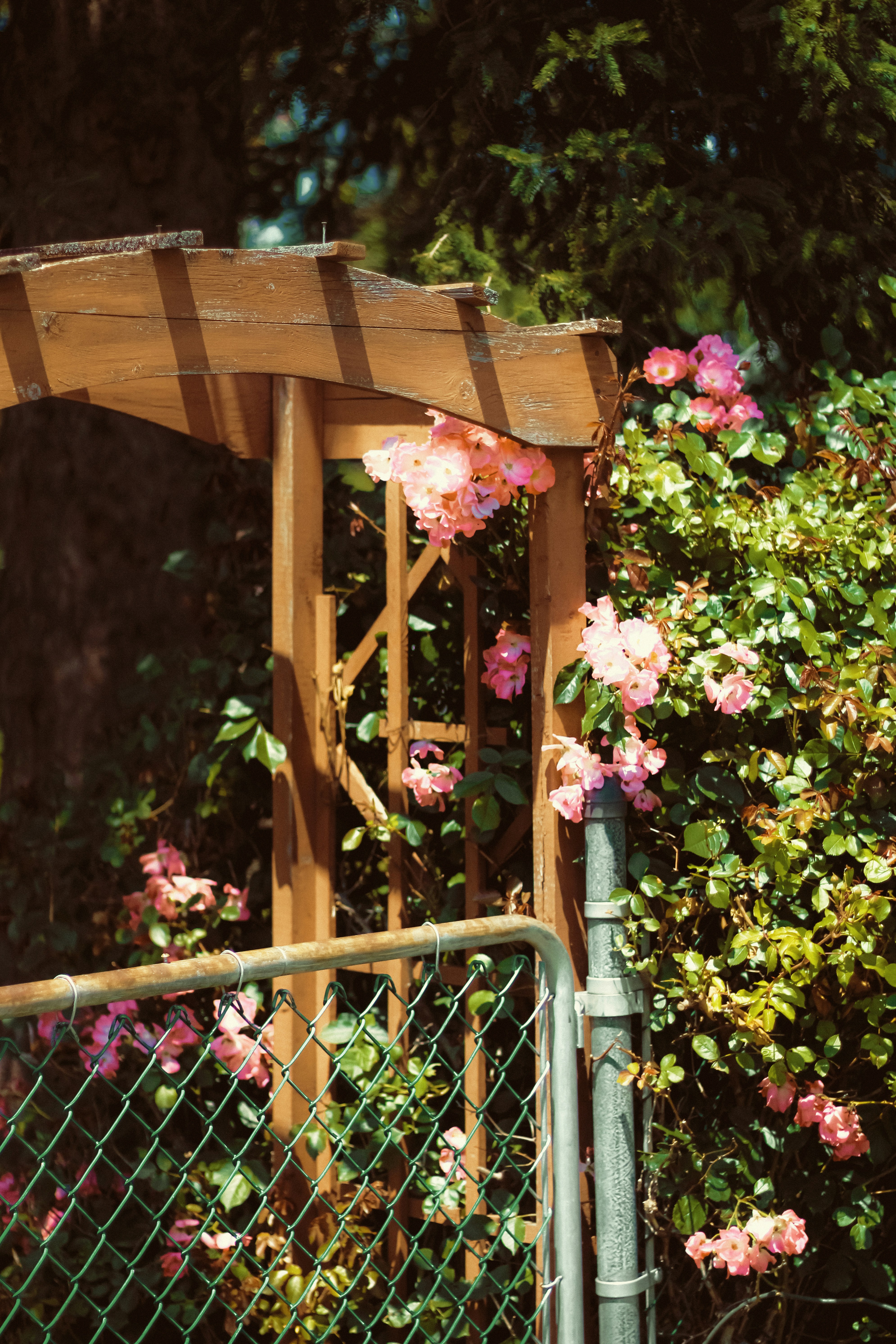 Photo by linusbelanger