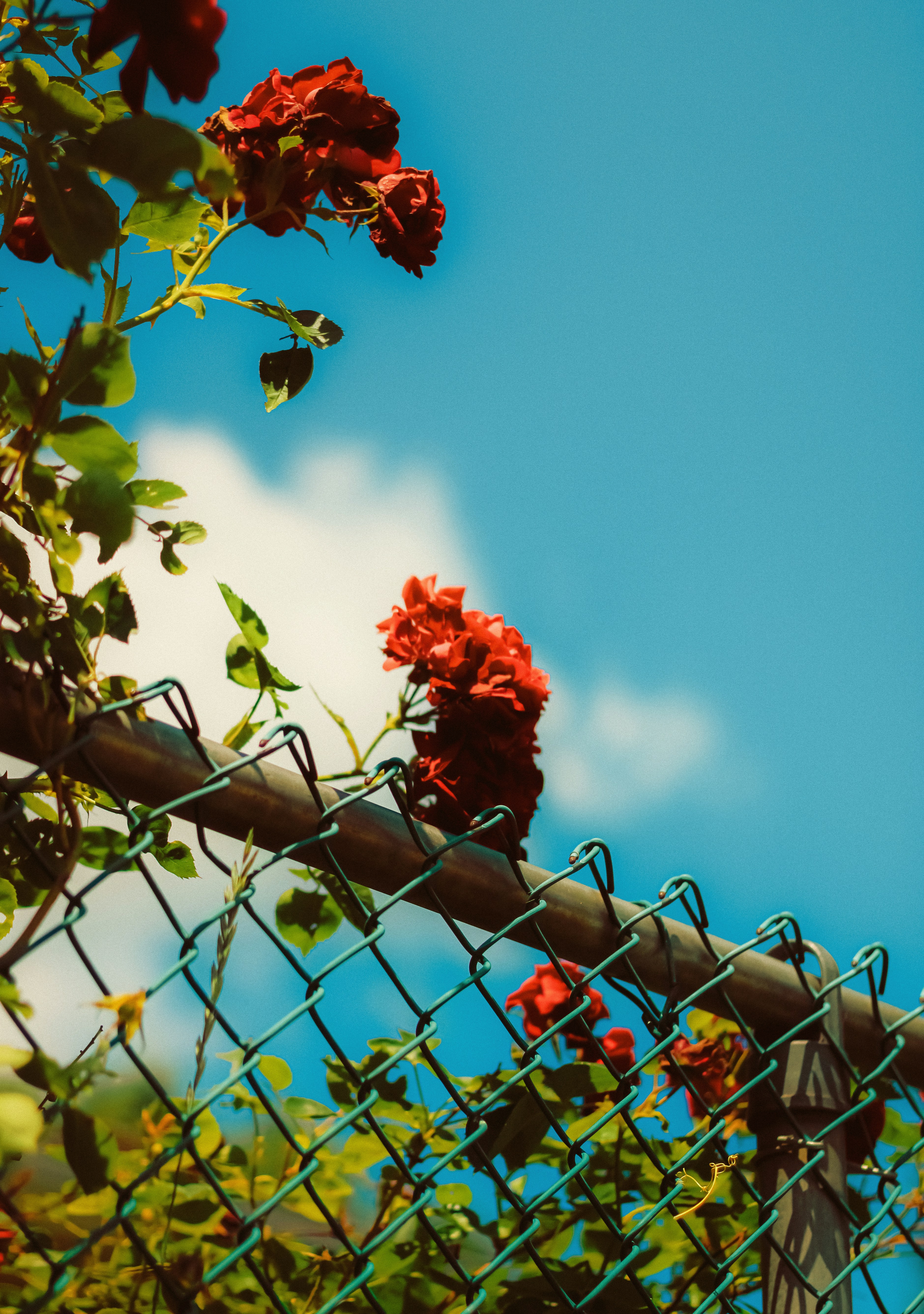 Photo by linusbelanger