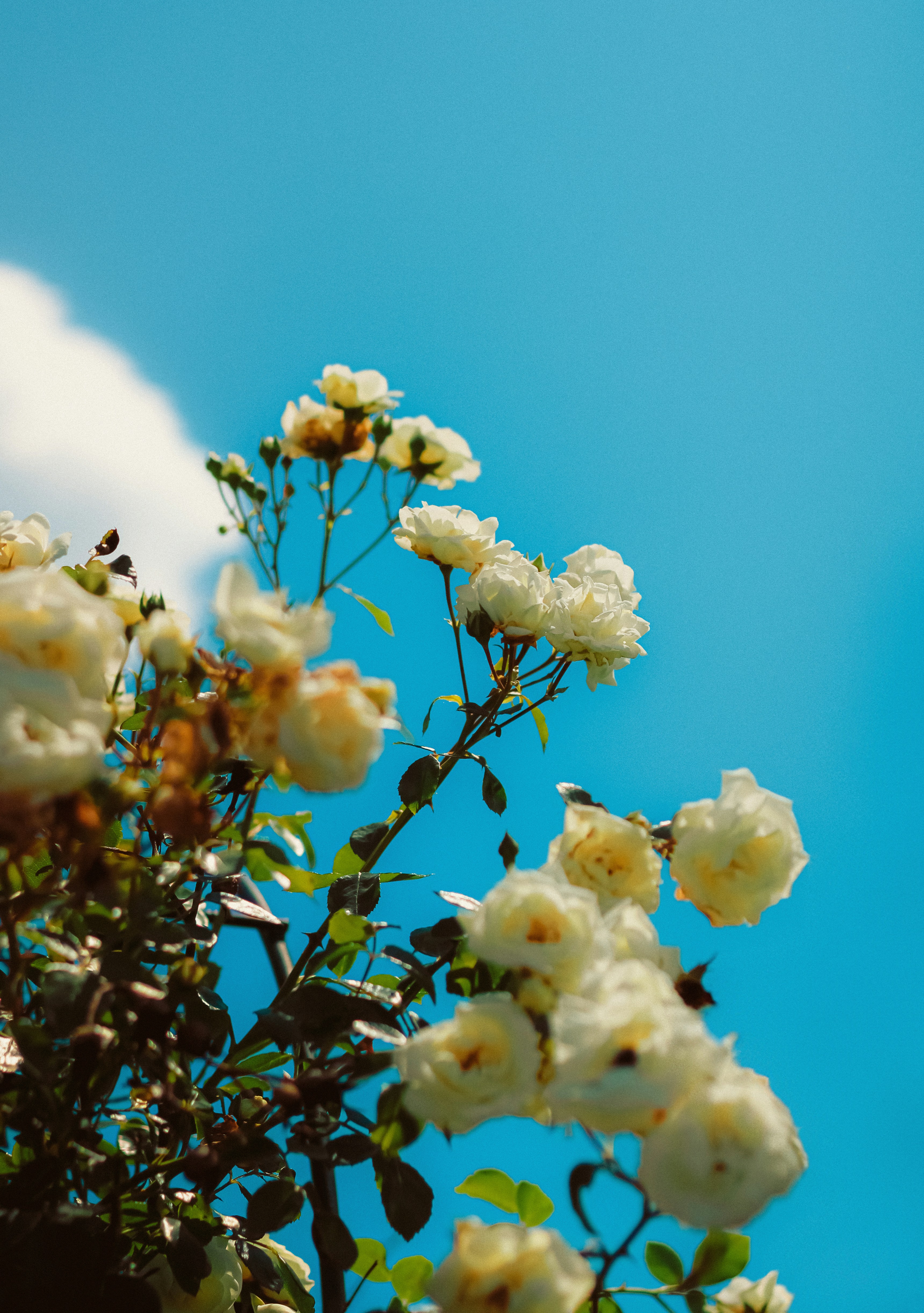 Photo by linusbelanger