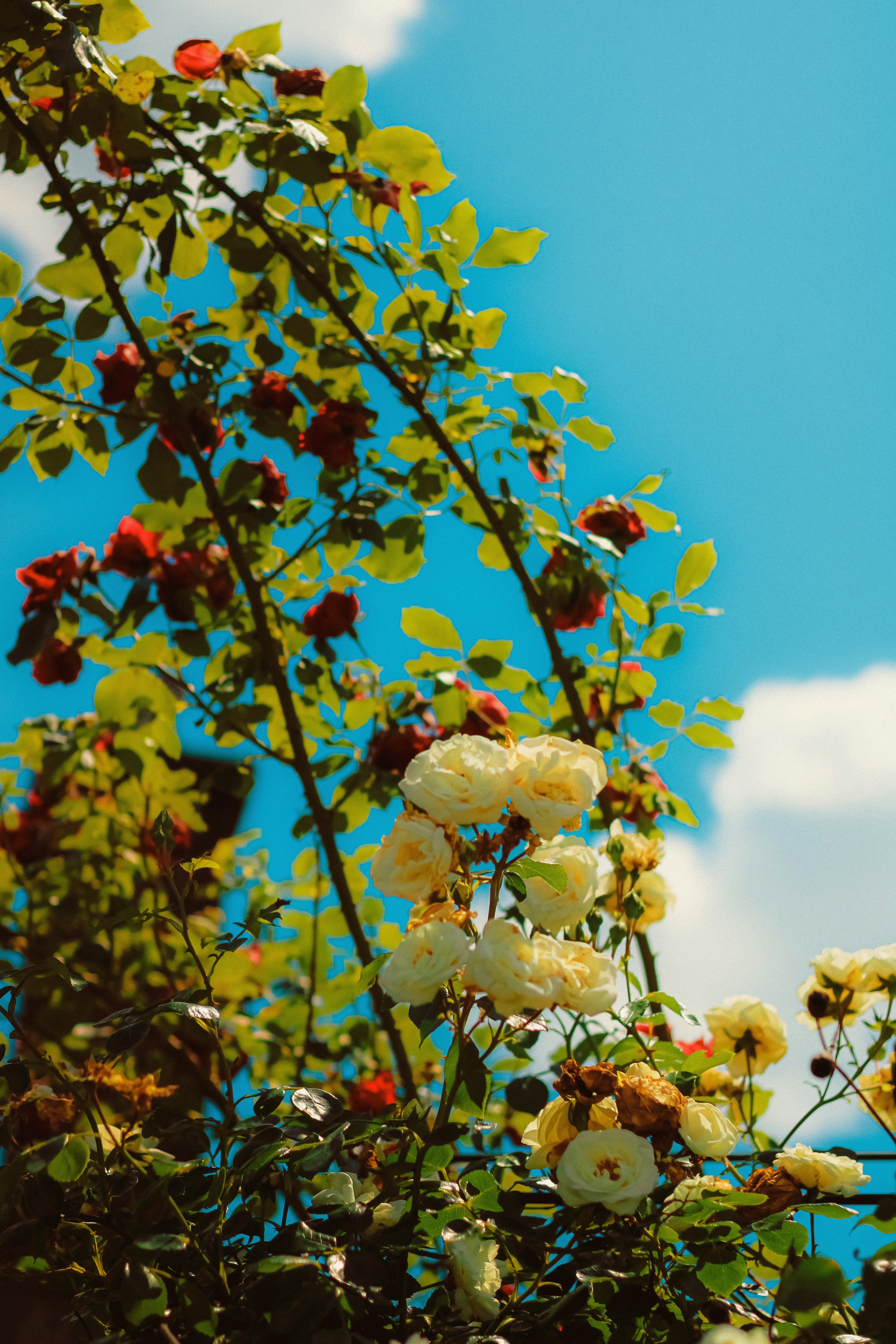 Photo by linusbelanger