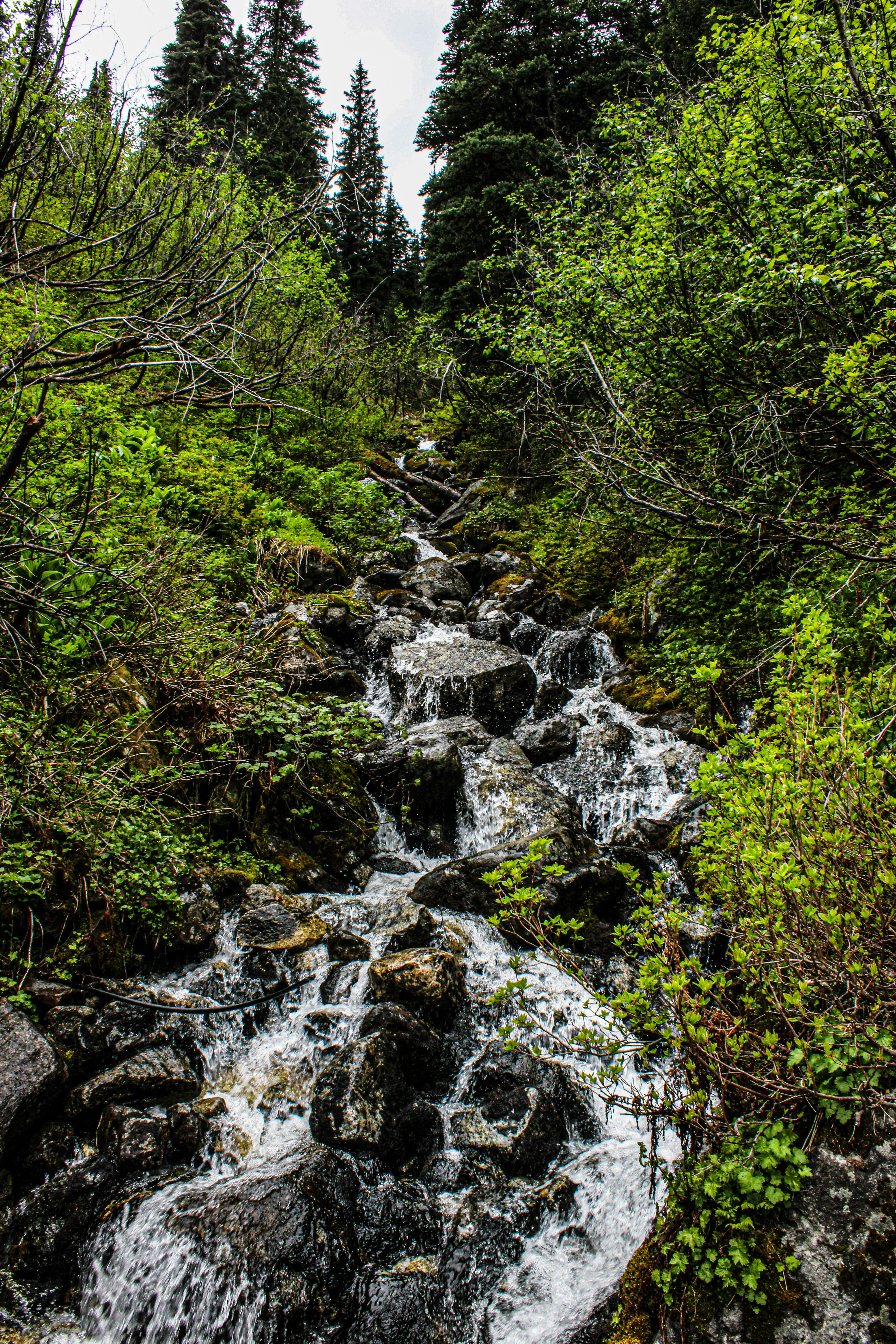 A stream running through a lush green forest