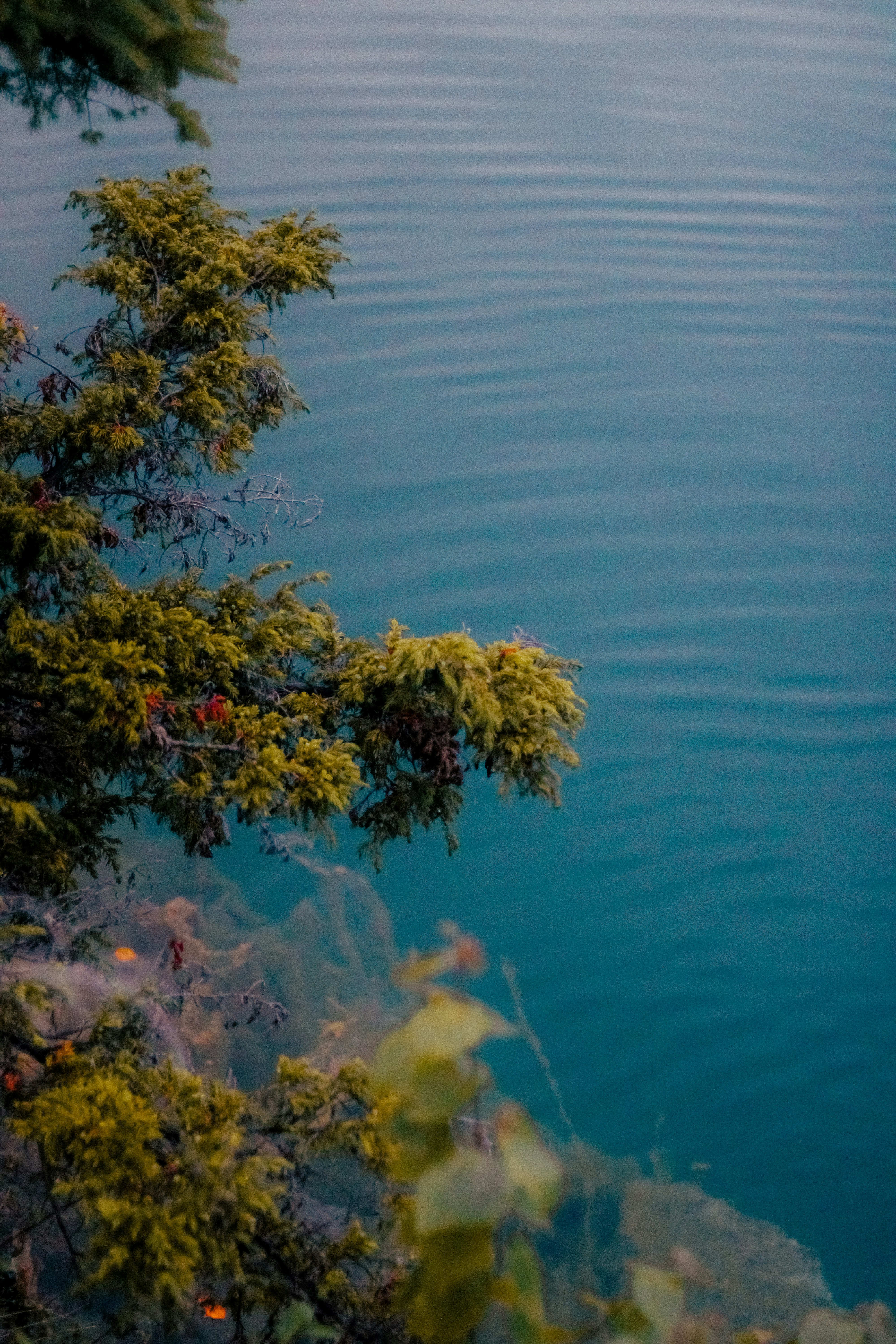 Photo by linusbelanger