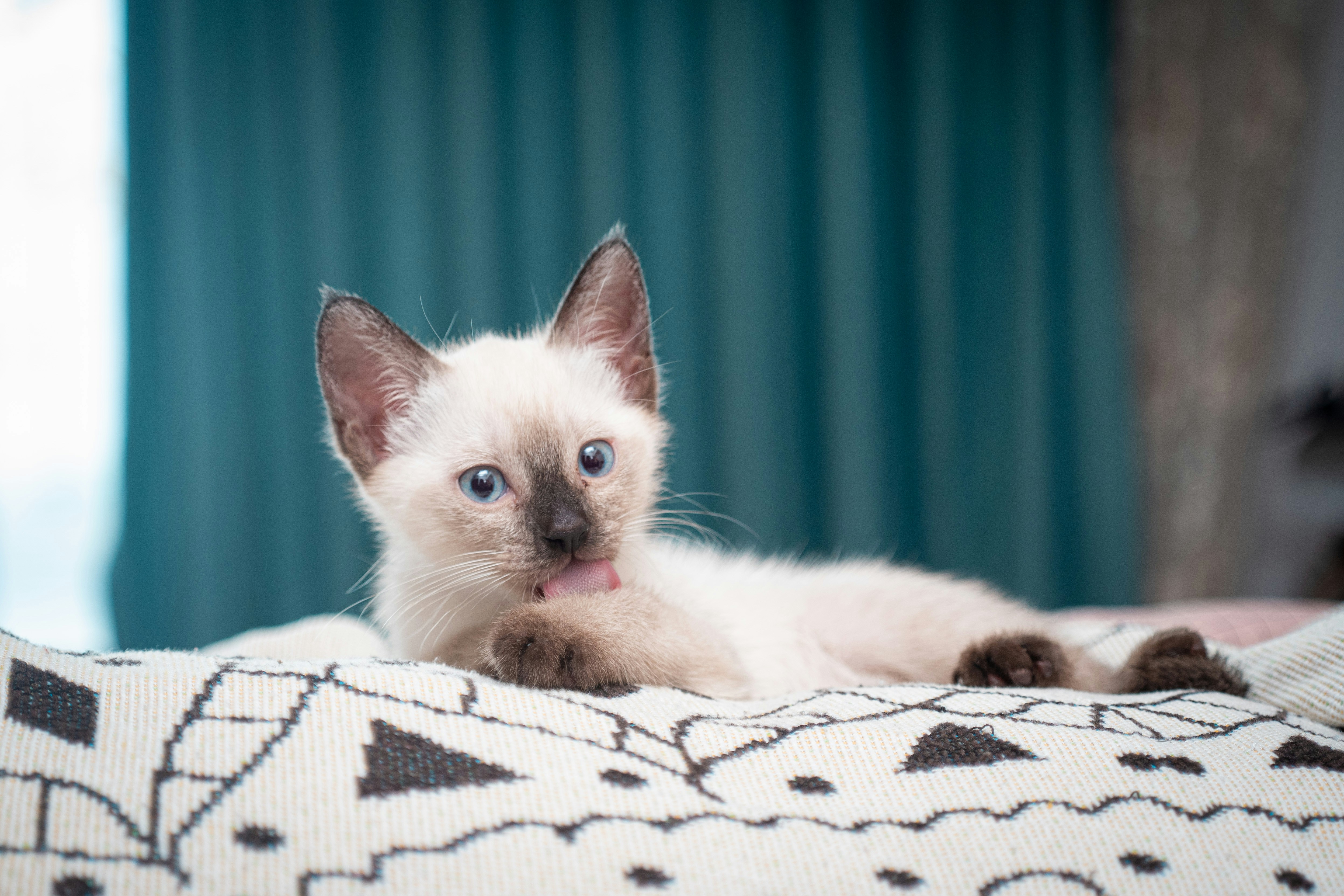 A white cat laying on top of a bed