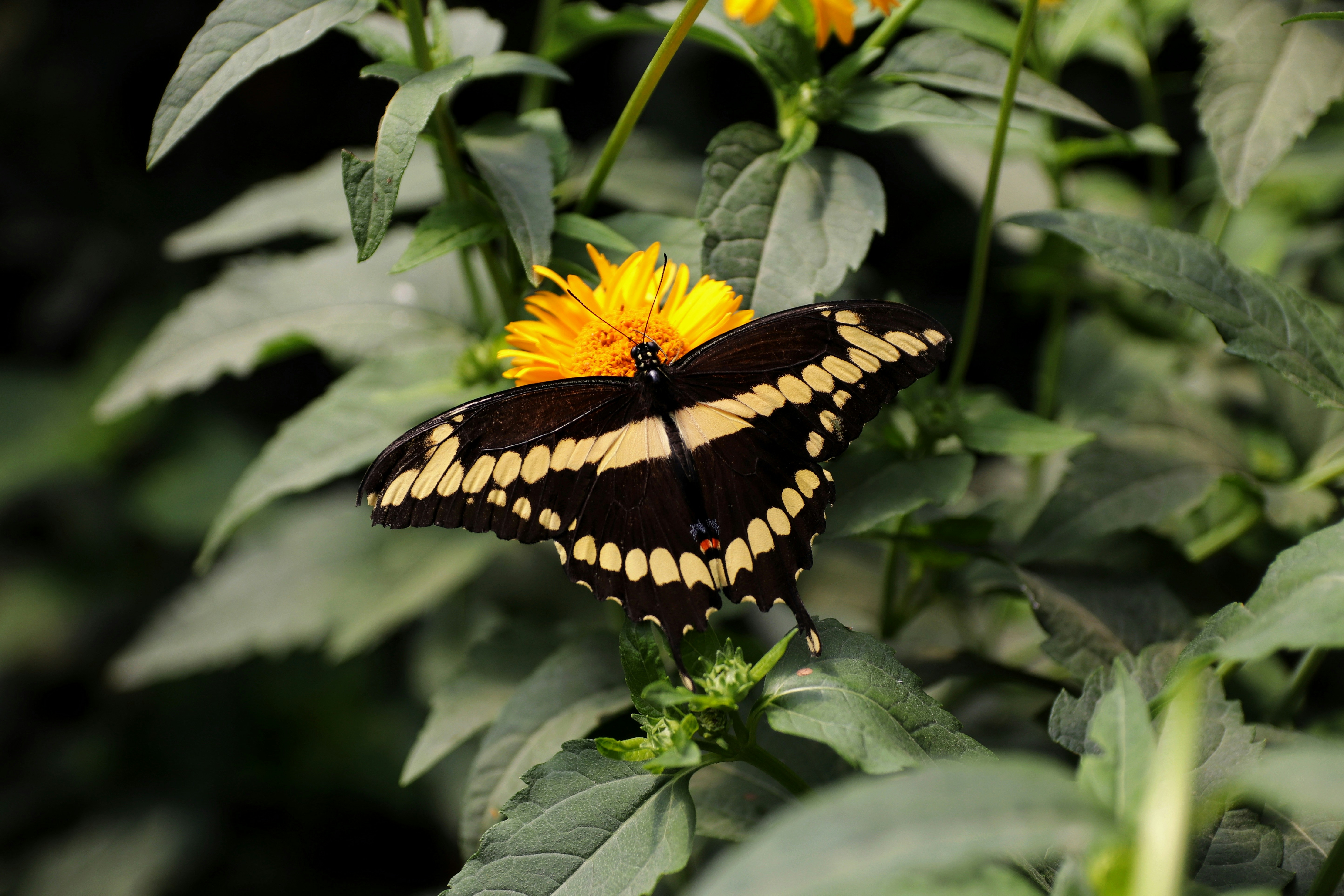 A butterfly sitting on top of a yellow flower