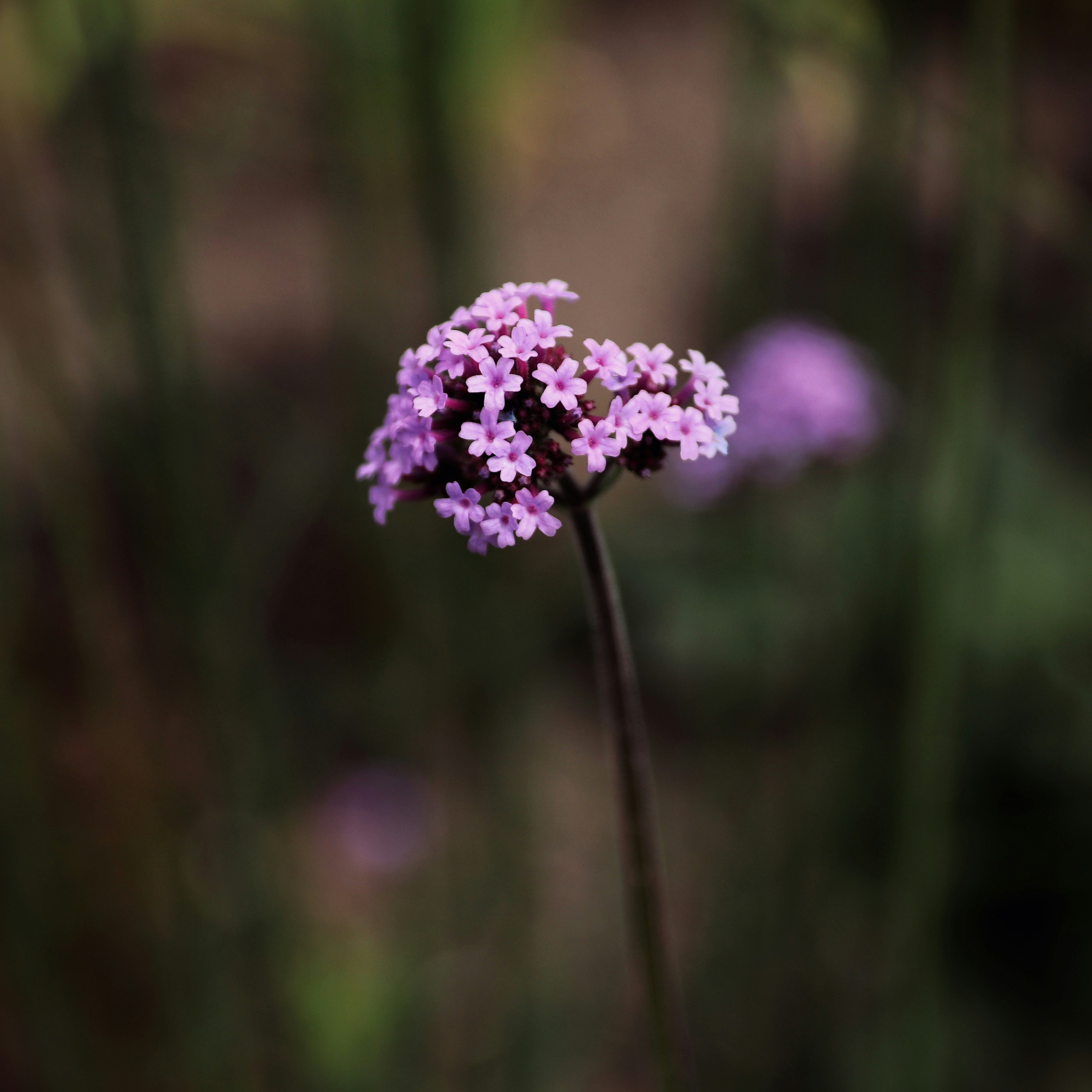 Photo by m_mendez_ix