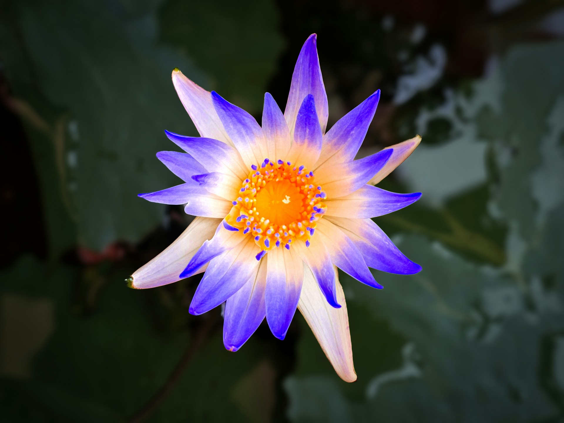 A purple and yellow flower with leaves in the background