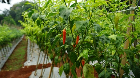 A bunch of plants that are growing in a field