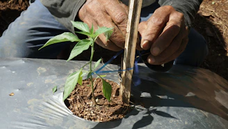A man is working on a small tree