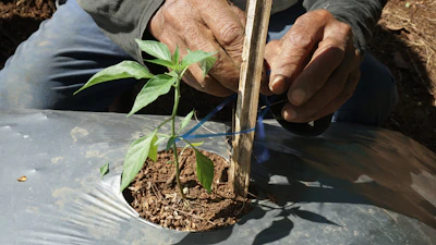 A man is working on a small tree