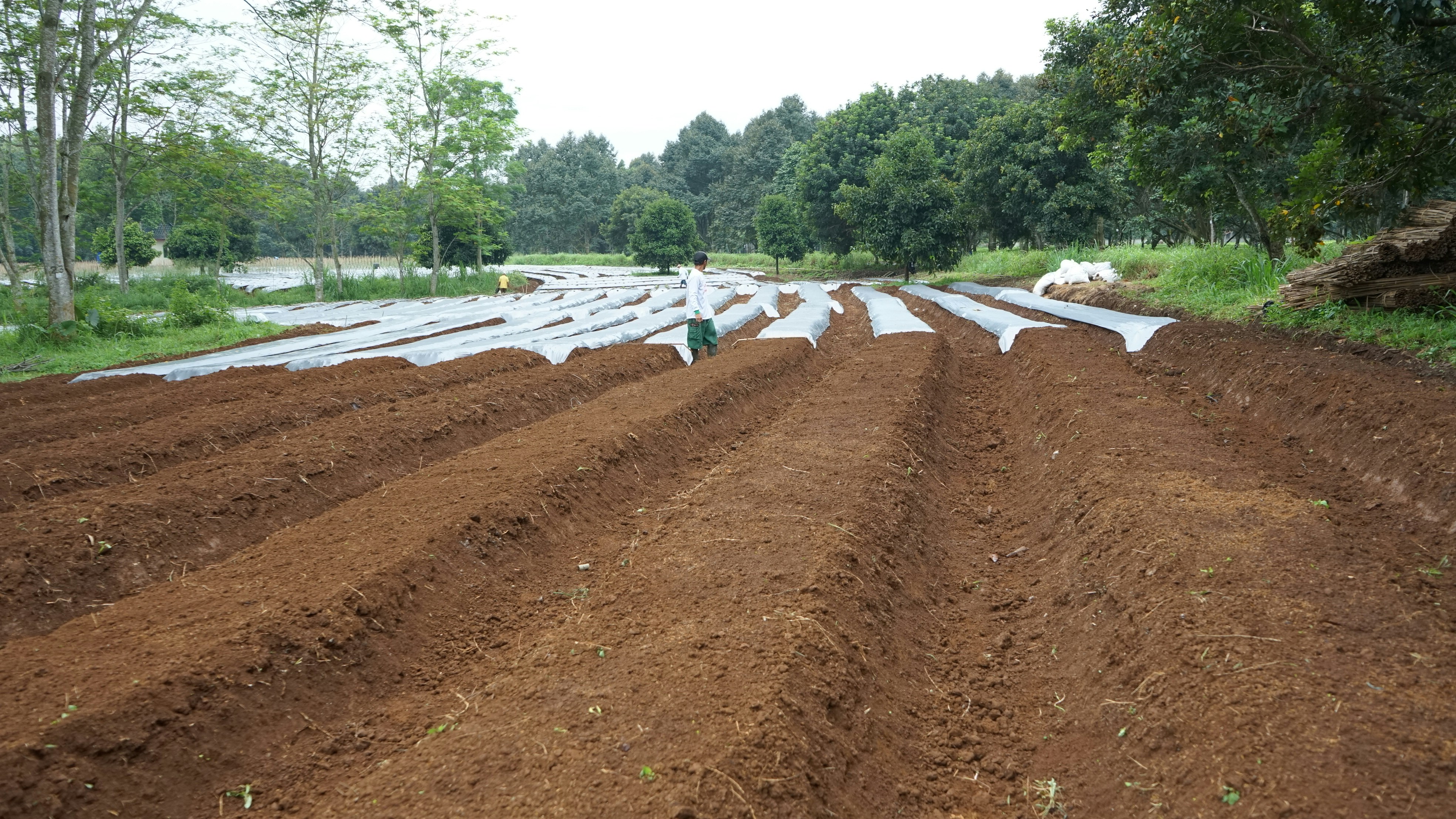Organic fertilizer application in field
