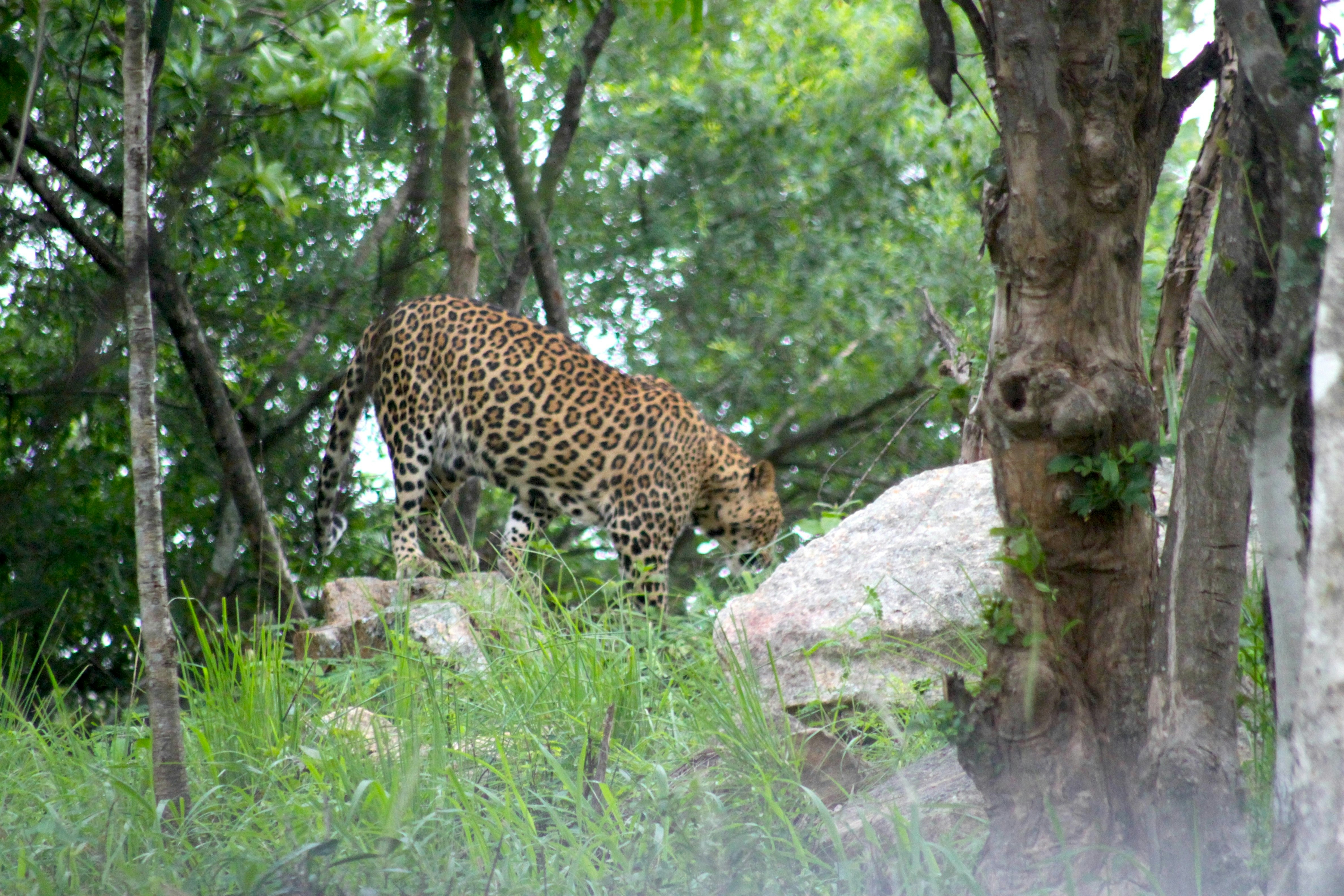 A leopard walking through a forest filled with trees