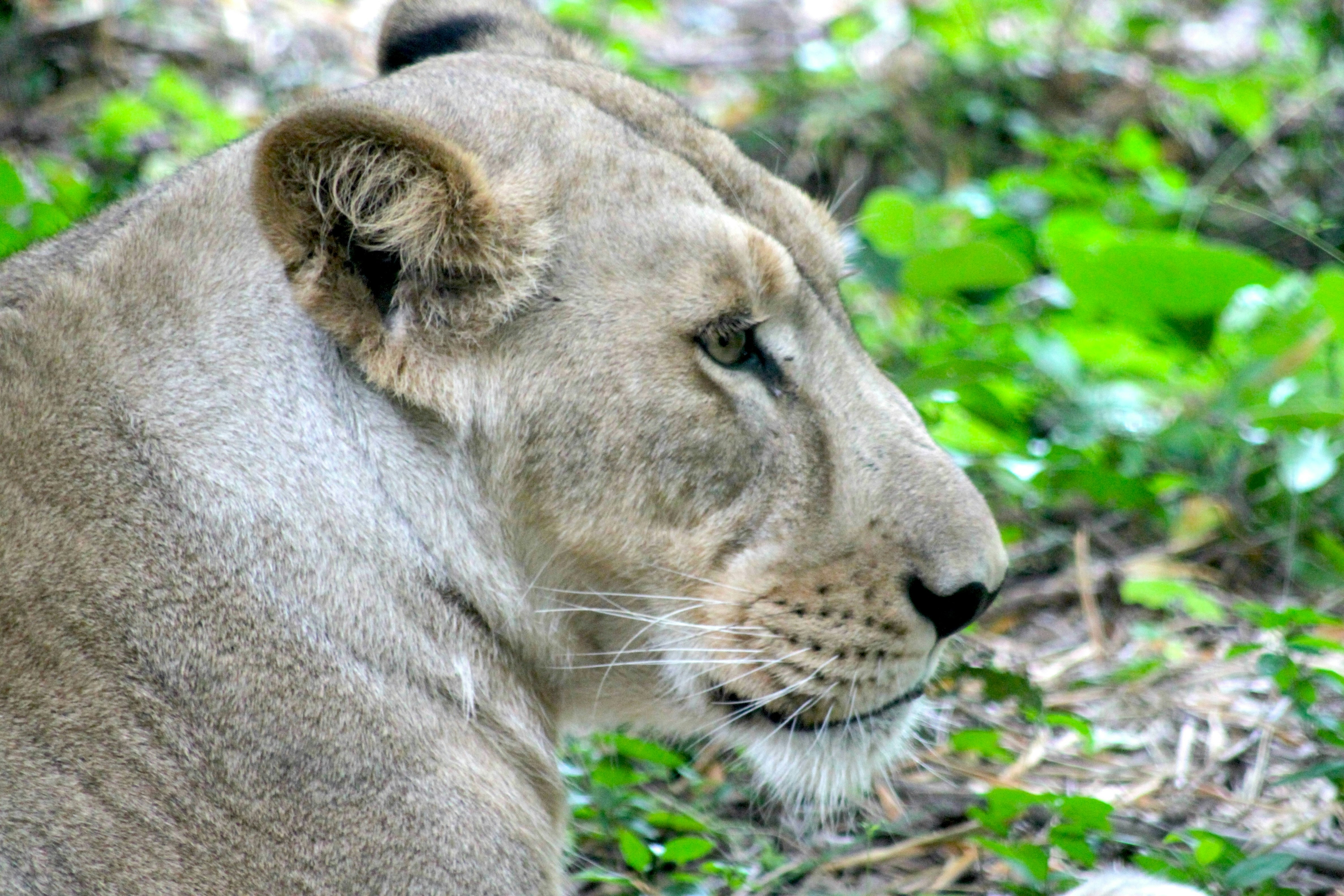 A close up of a lion laying on the ground