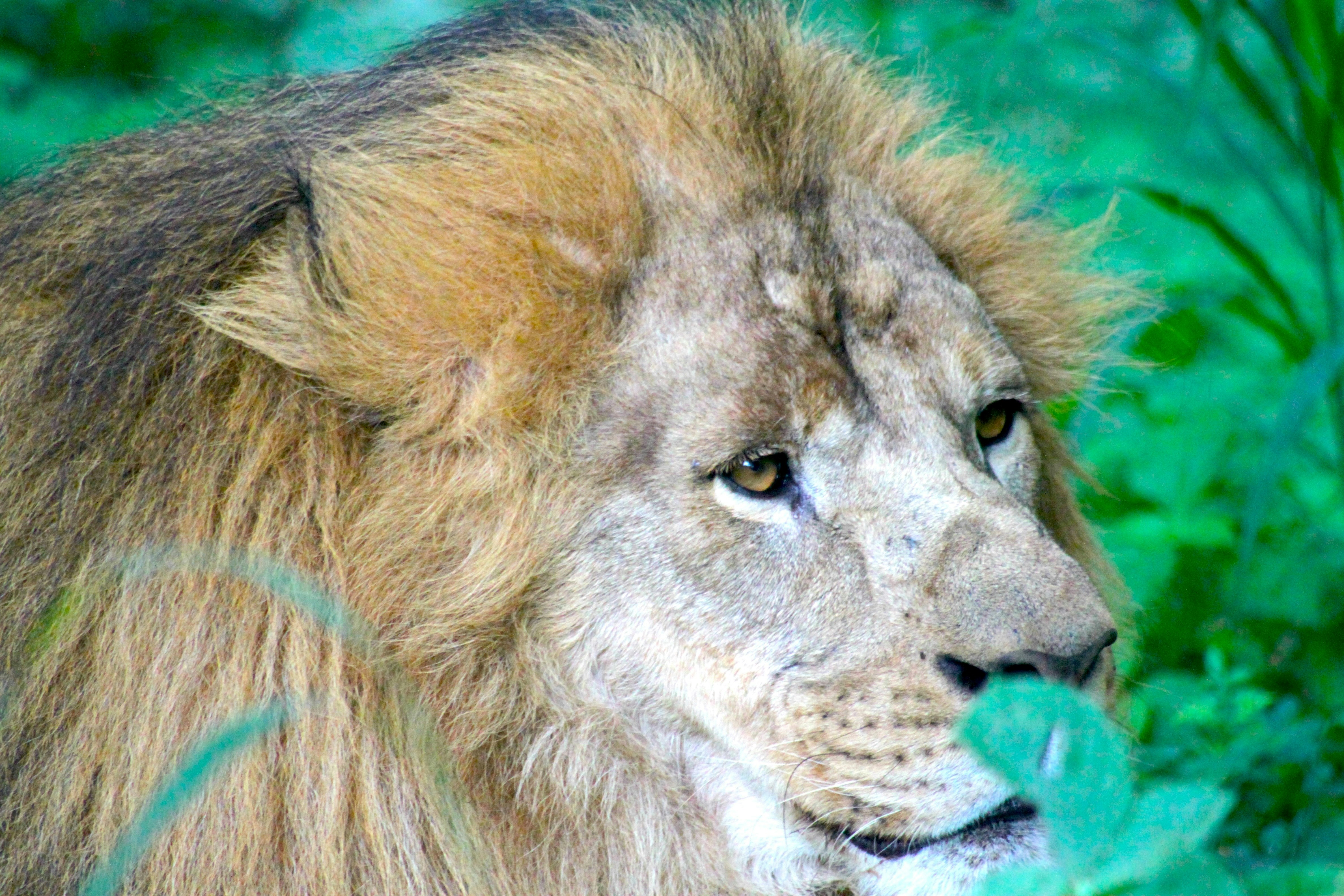 A close up of a lion in a field of grass