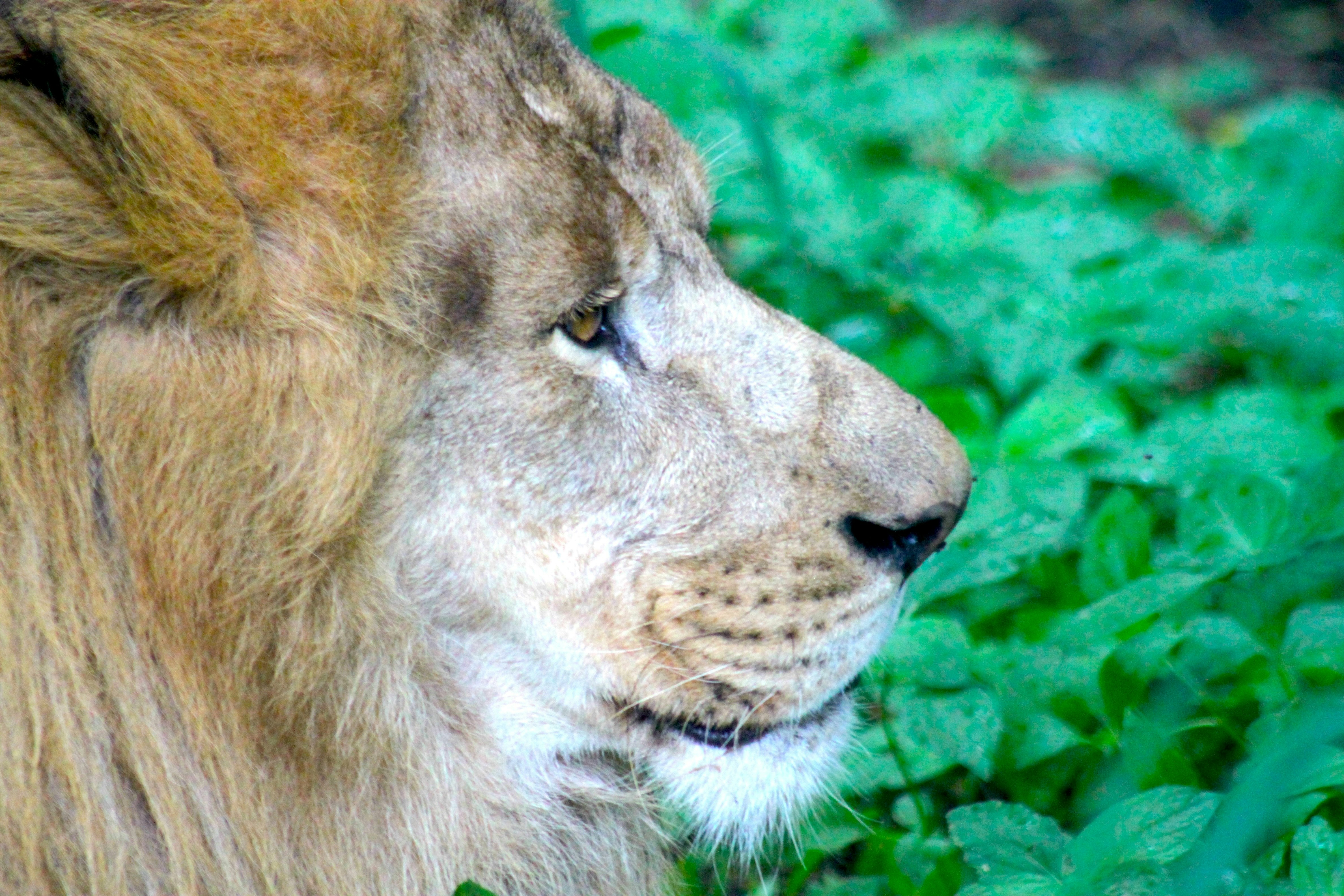 A close up of a lion in a field of grass